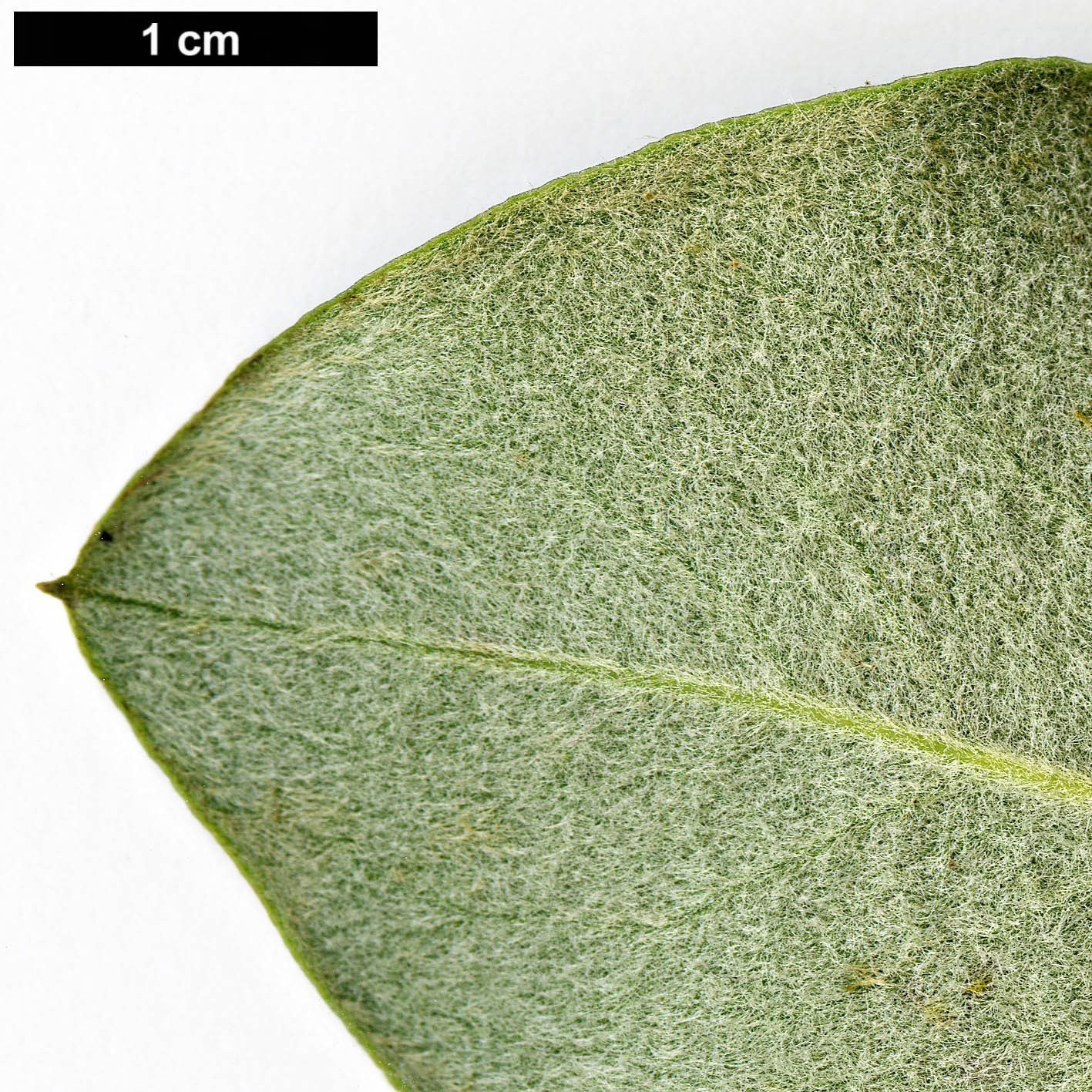 High resolution image: Family: Garryaceae - Genus: Garrya - Taxon: congdonii