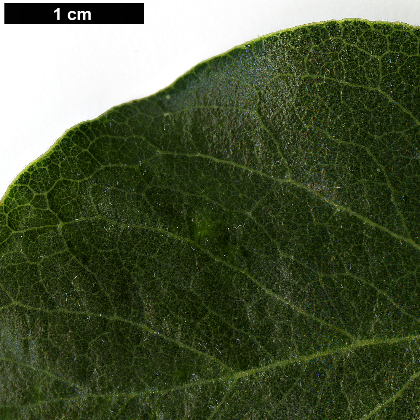 High resolution image: Family: Garryaceae - Genus: Garrya - Taxon: congdonii