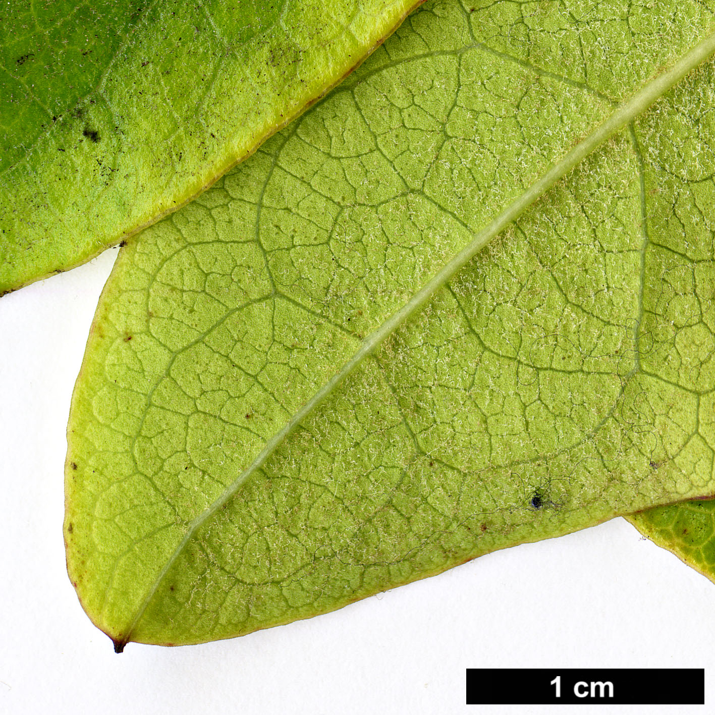 High resolution image: Family: Garryaceae - Genus: Garrya - Taxon: laurifolia High resolution image: Family: Garryaceae - Genus: Garrya - Taxon: laurifolia