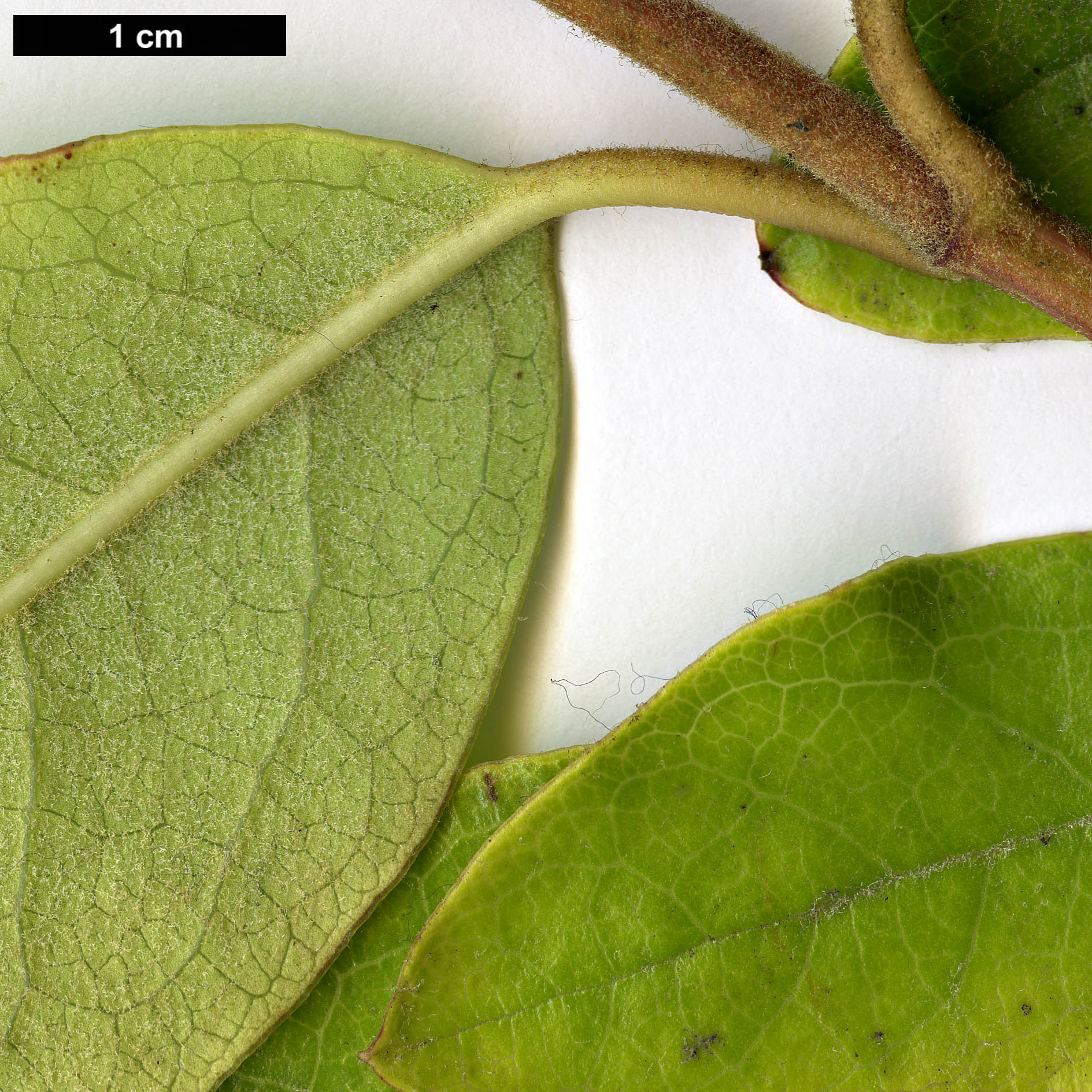 High resolution image: Family: Garryaceae - Genus: Garrya - Taxon: laurifolia High resolution image: Family: Garryaceae - Genus: Garrya - Taxon: laurifolia