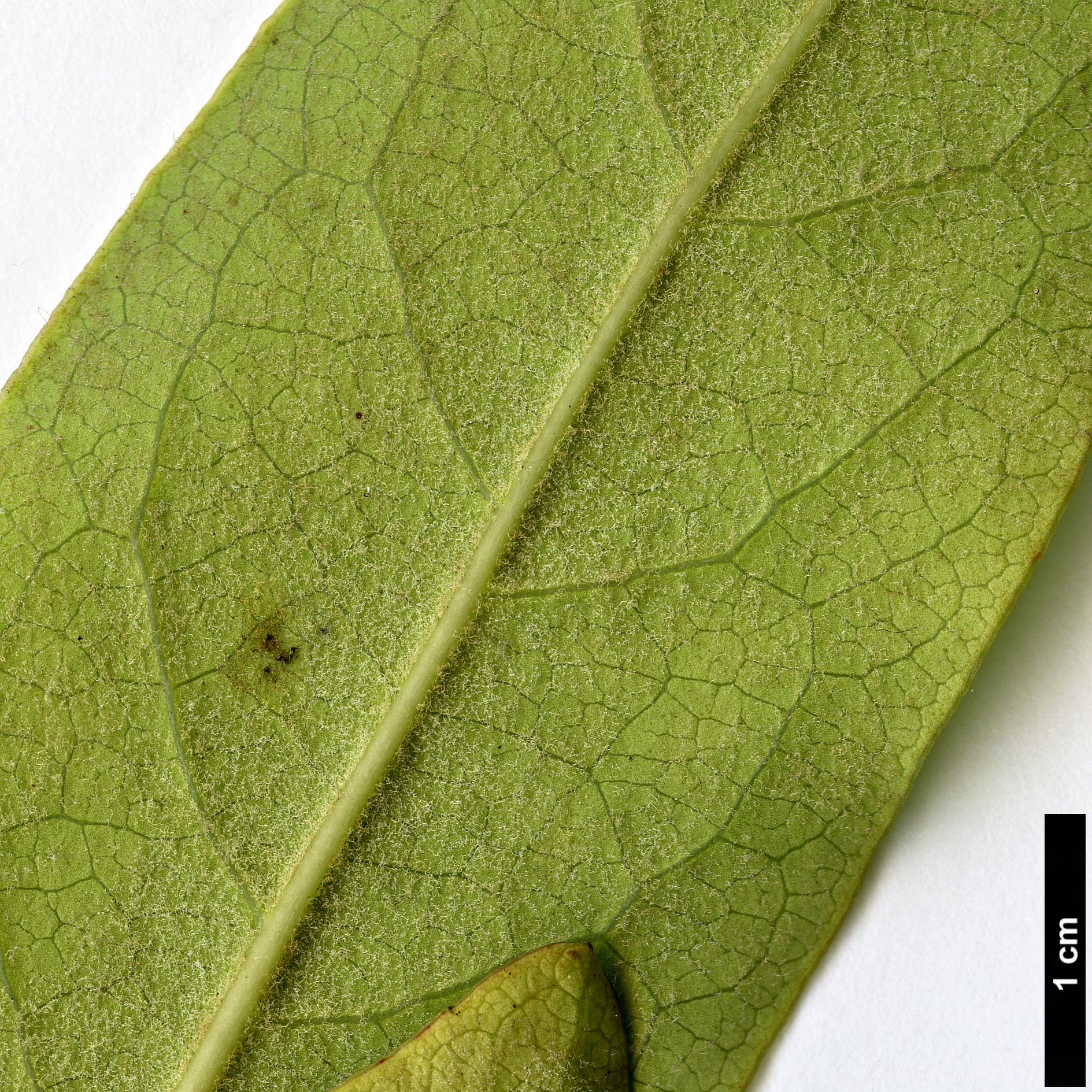 High resolution image: Family: Garryaceae - Genus: Garrya - Taxon: laurifolia High resolution image: Family: Garryaceae - Genus: Garrya - Taxon: laurifolia