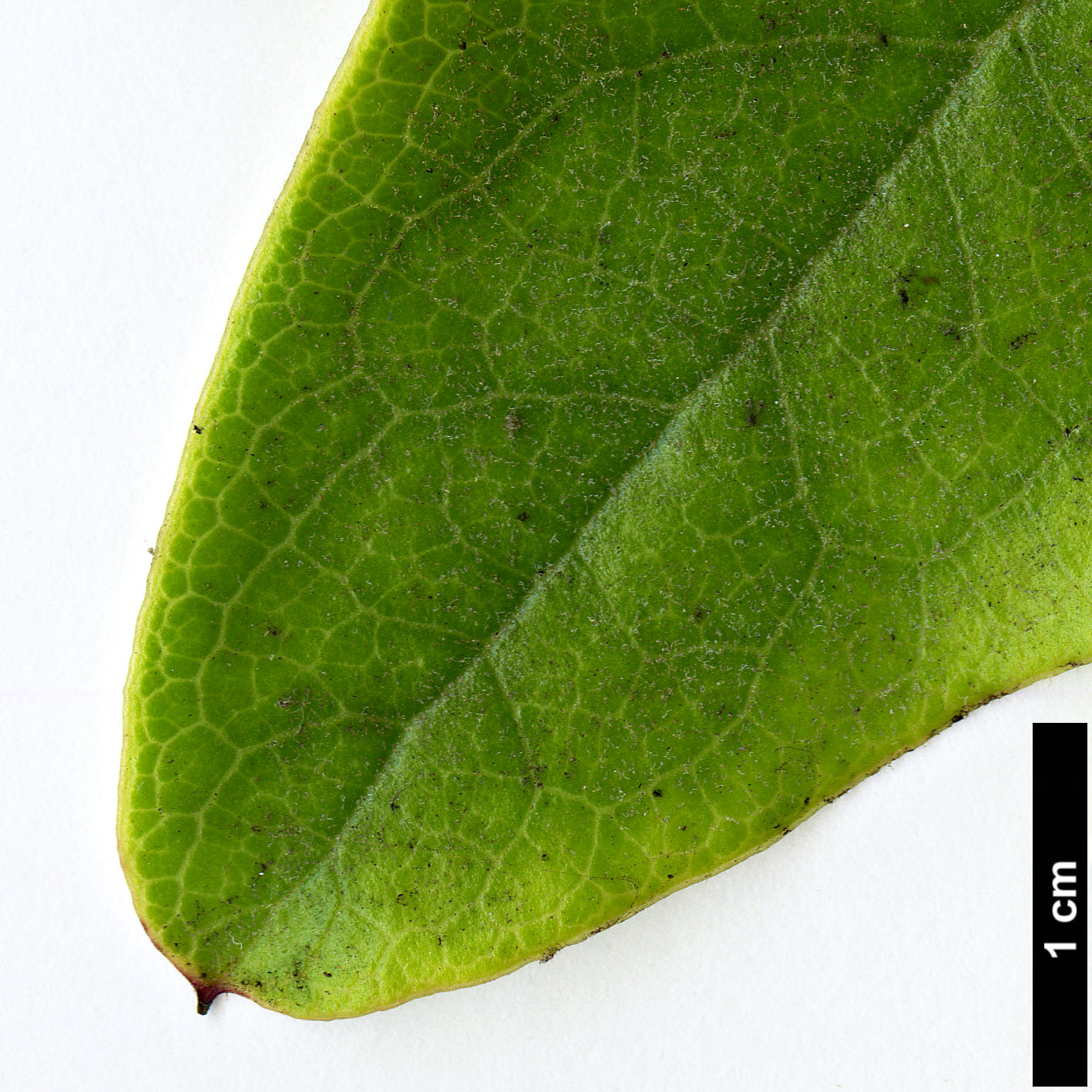 High resolution image: Family: Garryaceae - Genus: Garrya - Taxon: laurifolia High resolution image: Family: Garryaceae - Genus: Garrya - Taxon: laurifolia