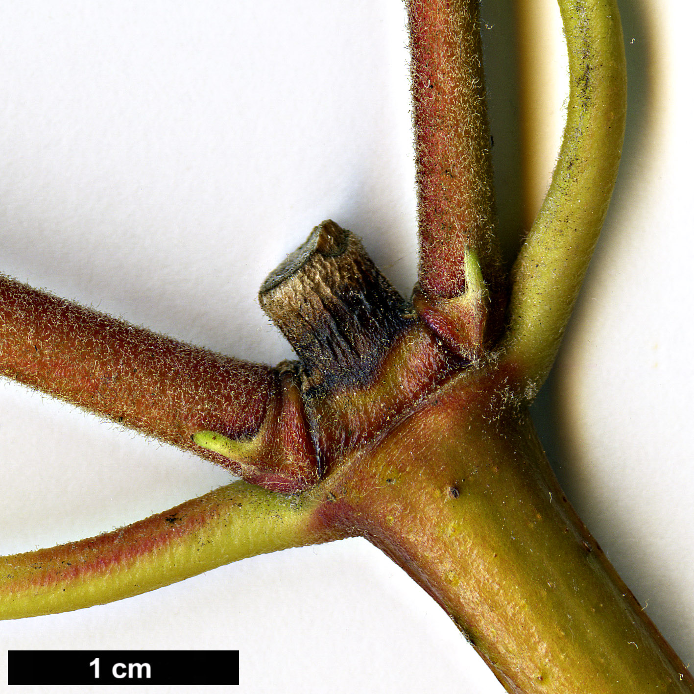 High resolution image: Family: Garryaceae - Genus: Garrya - Taxon: laurifolia High resolution image: Family: Garryaceae - Genus: Garrya - Taxon: laurifolia