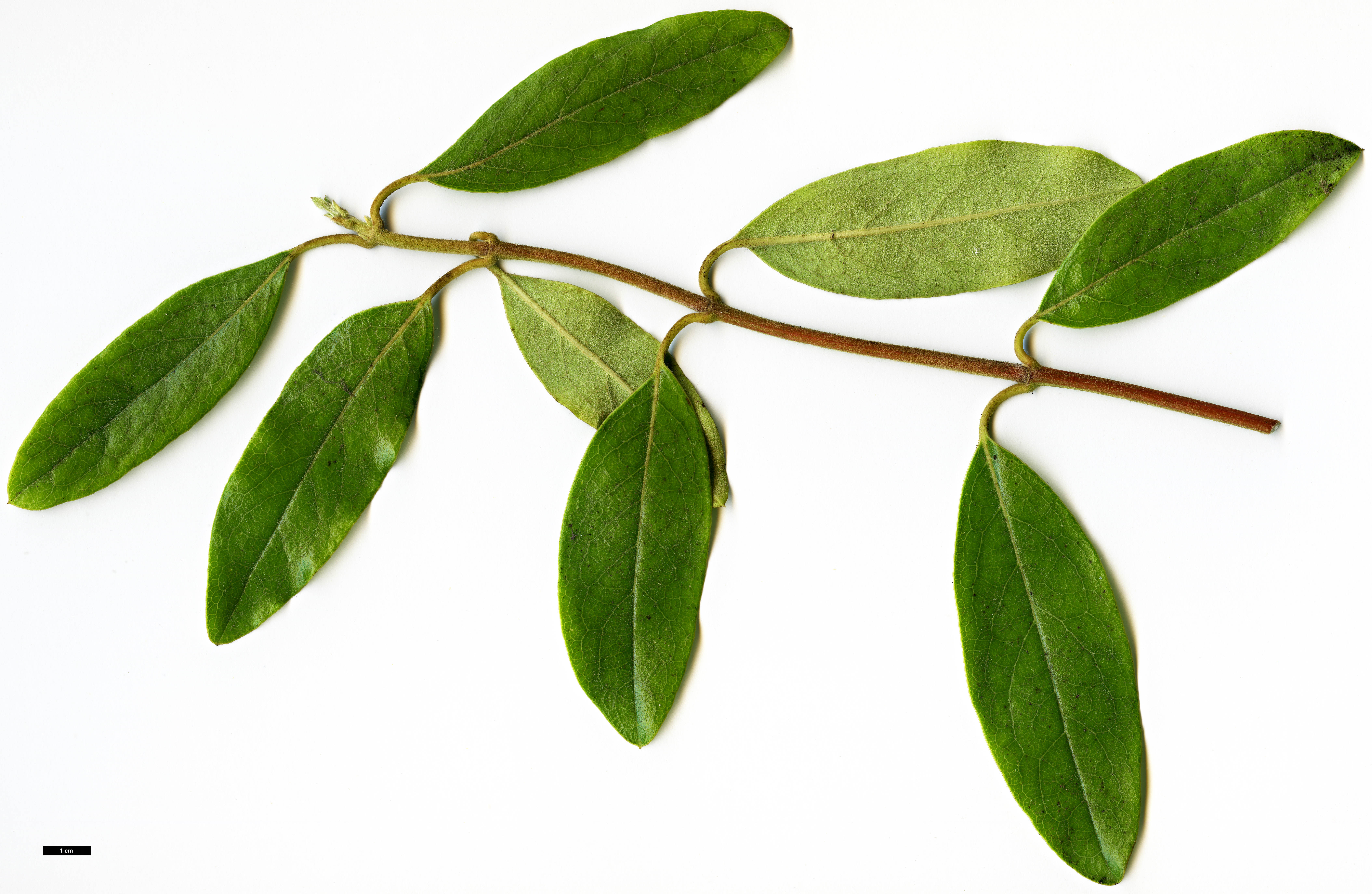 High resolution image: Family: Garryaceae - Genus: Garrya - Taxon: laurifolia High resolution image: Family: Garryaceae - Genus: Garrya - Taxon: laurifolia