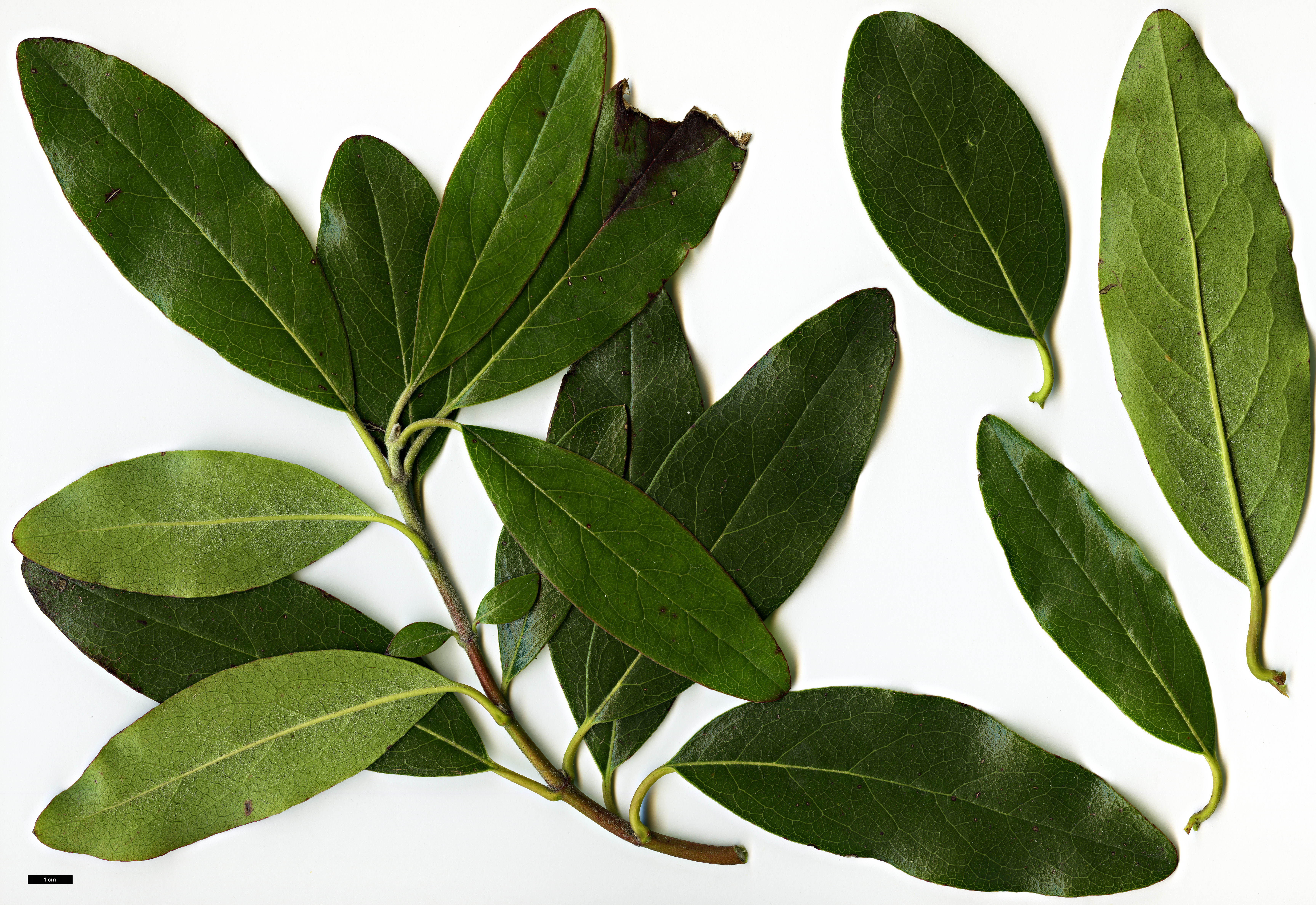 High resolution image: Family: Garryaceae - Genus: Garrya - Taxon: laurifolia High resolution image: Family: Garryaceae - Genus: Garrya - Taxon: laurifolia