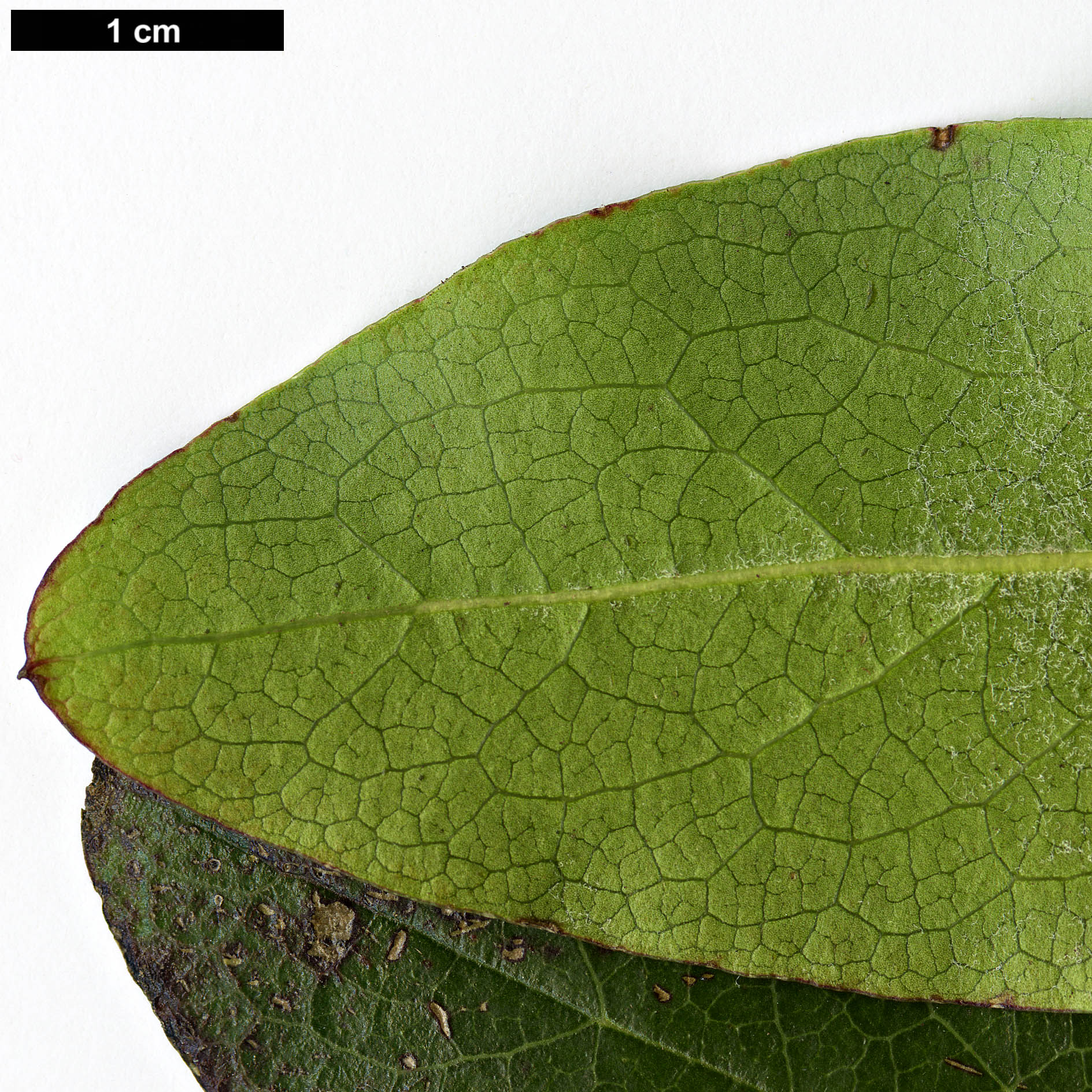 High resolution image: Family: Garryaceae - Genus: Garrya - Taxon: laurifolia High resolution image: Family: Garryaceae - Genus: Garrya - Taxon: laurifolia