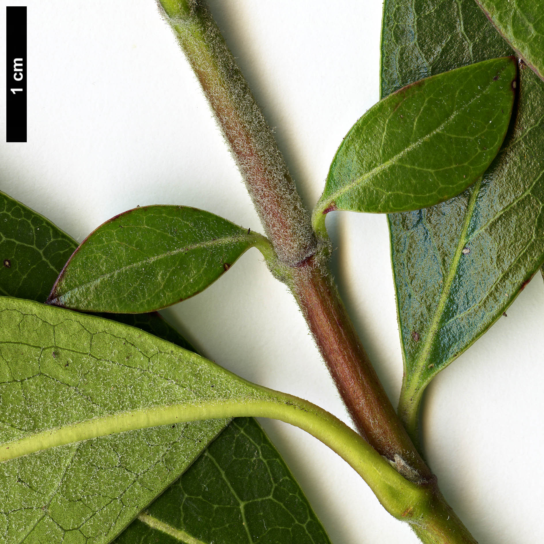 High resolution image: Family: Garryaceae - Genus: Garrya - Taxon: laurifolia High resolution image: Family: Garryaceae - Genus: Garrya - Taxon: laurifolia