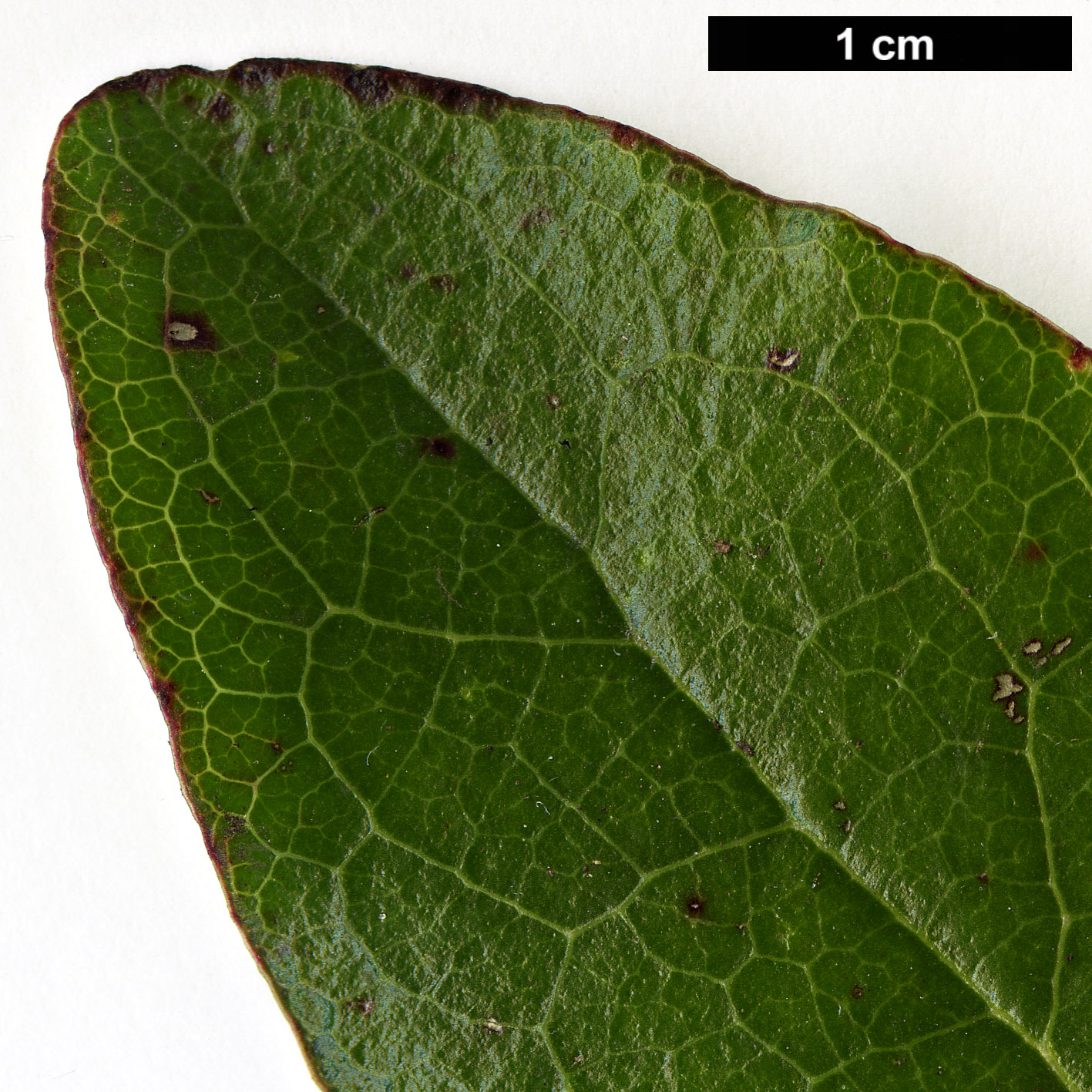 High resolution image: Family: Garryaceae - Genus: Garrya - Taxon: laurifolia High resolution image: Family: Garryaceae - Genus: Garrya - Taxon: laurifolia