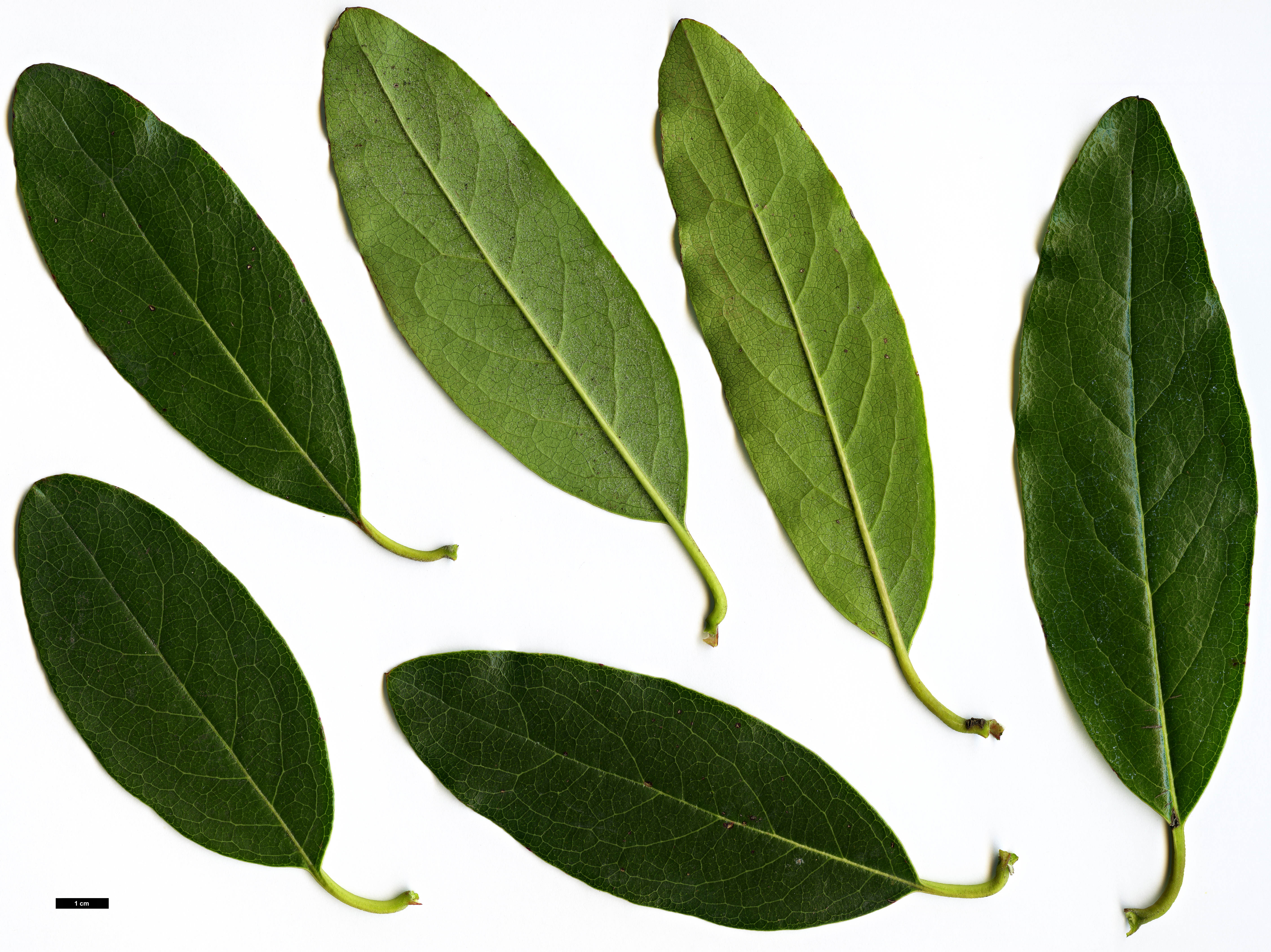 High resolution image: Family: Garryaceae - Genus: Garrya - Taxon: laurifolia High resolution image: Family: Garryaceae - Genus: Garrya - Taxon: laurifolia