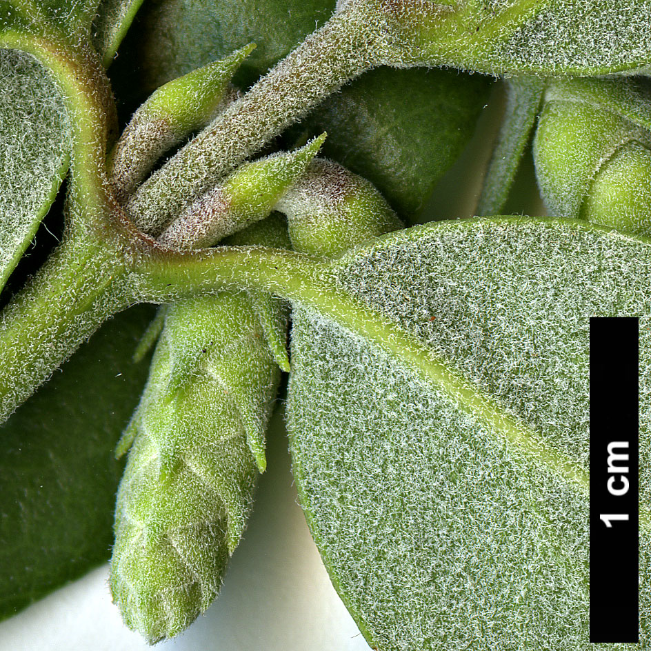 High resolution image: Family: Garryaceae - Genus: Garrya - Taxon: veatchii