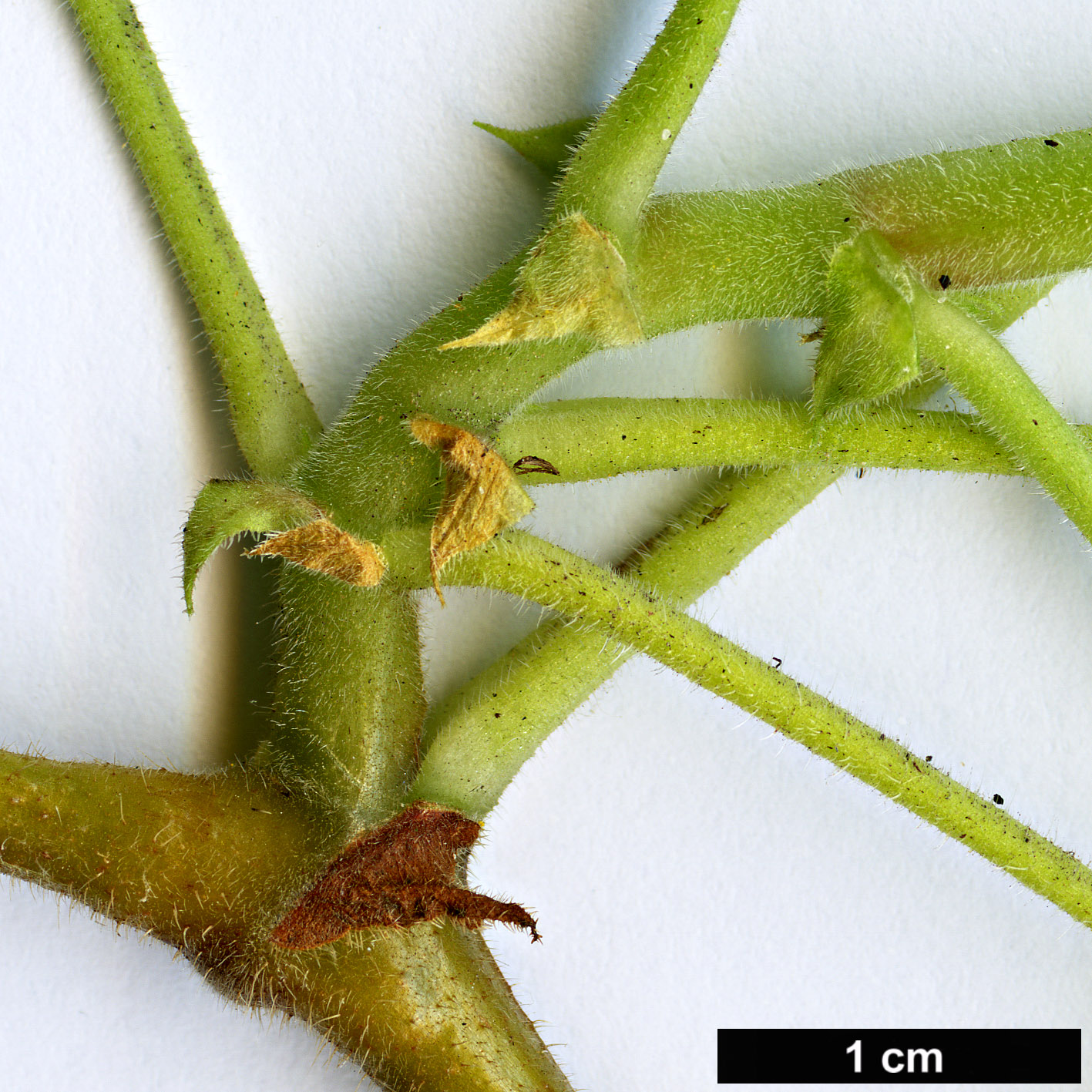 High resolution image: Family: Geraniaceae - Genus: Pelargonium - Taxon: graveolens