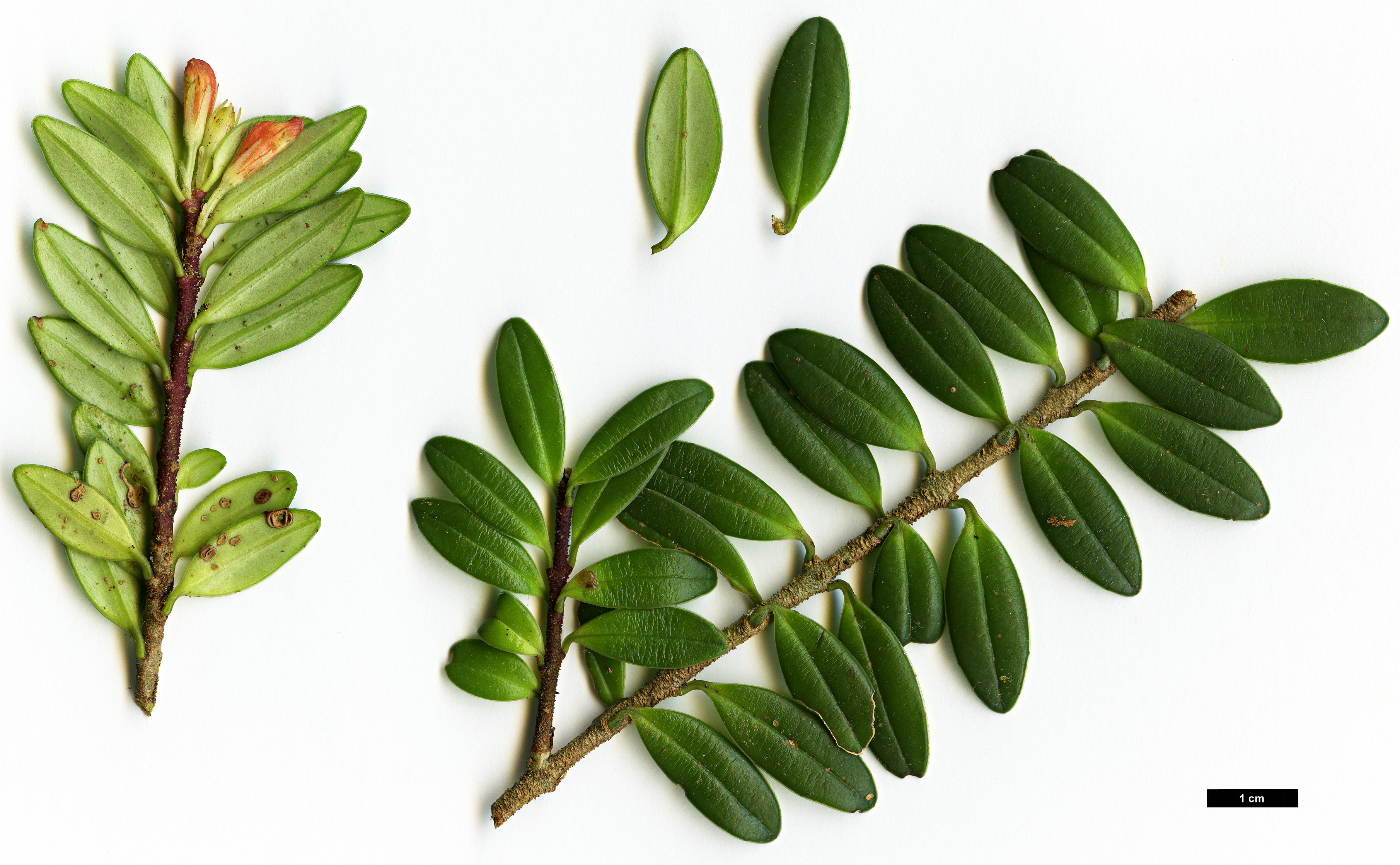 High resolution image: Family: Gesneriaceae - Genus: Aeschynanthus - Taxon: buxifolius