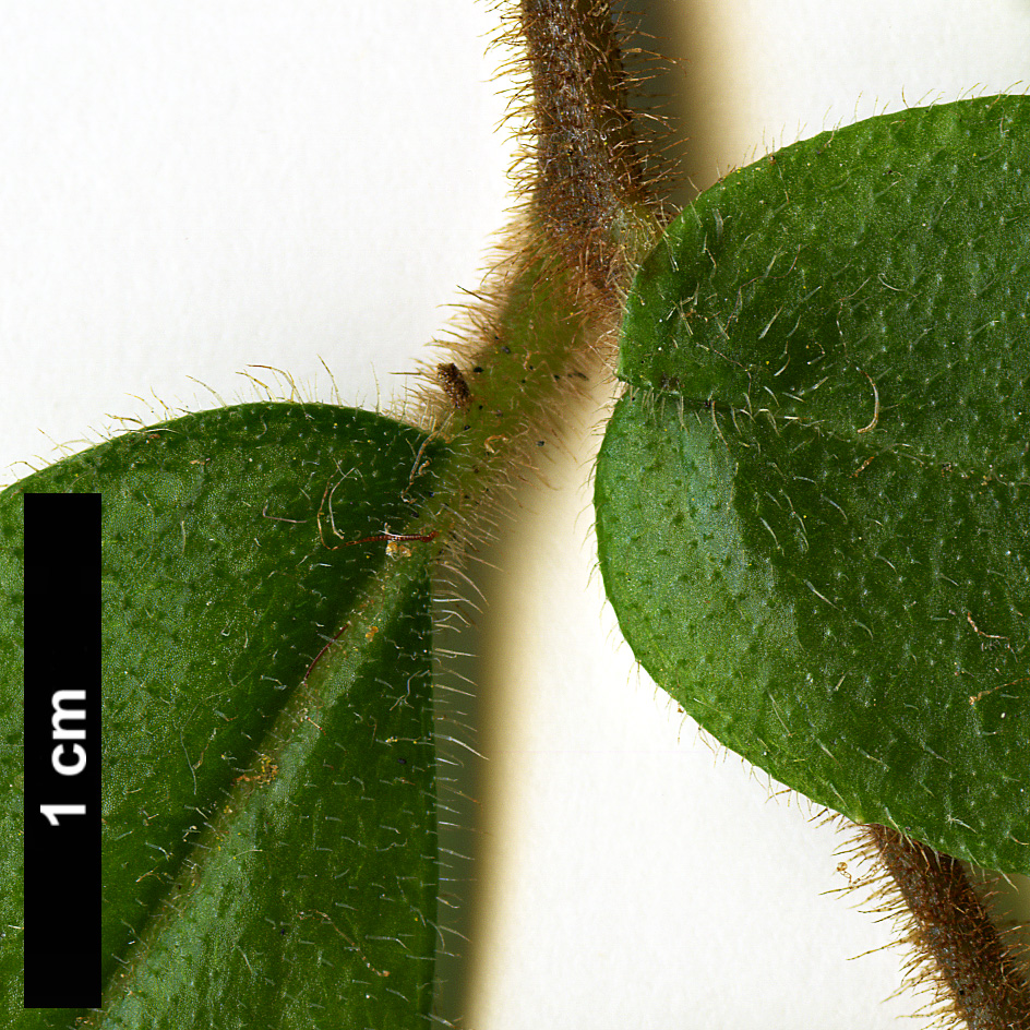 High resolution image: Family: Gesneriaceae - Genus: Fieldia - Taxon: australis