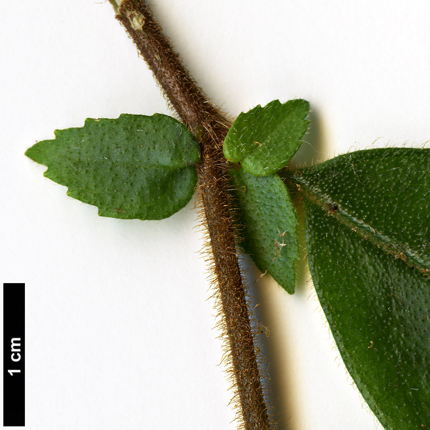 High resolution image: Family: Gesneriaceae - Genus: Fieldia - Taxon: australis