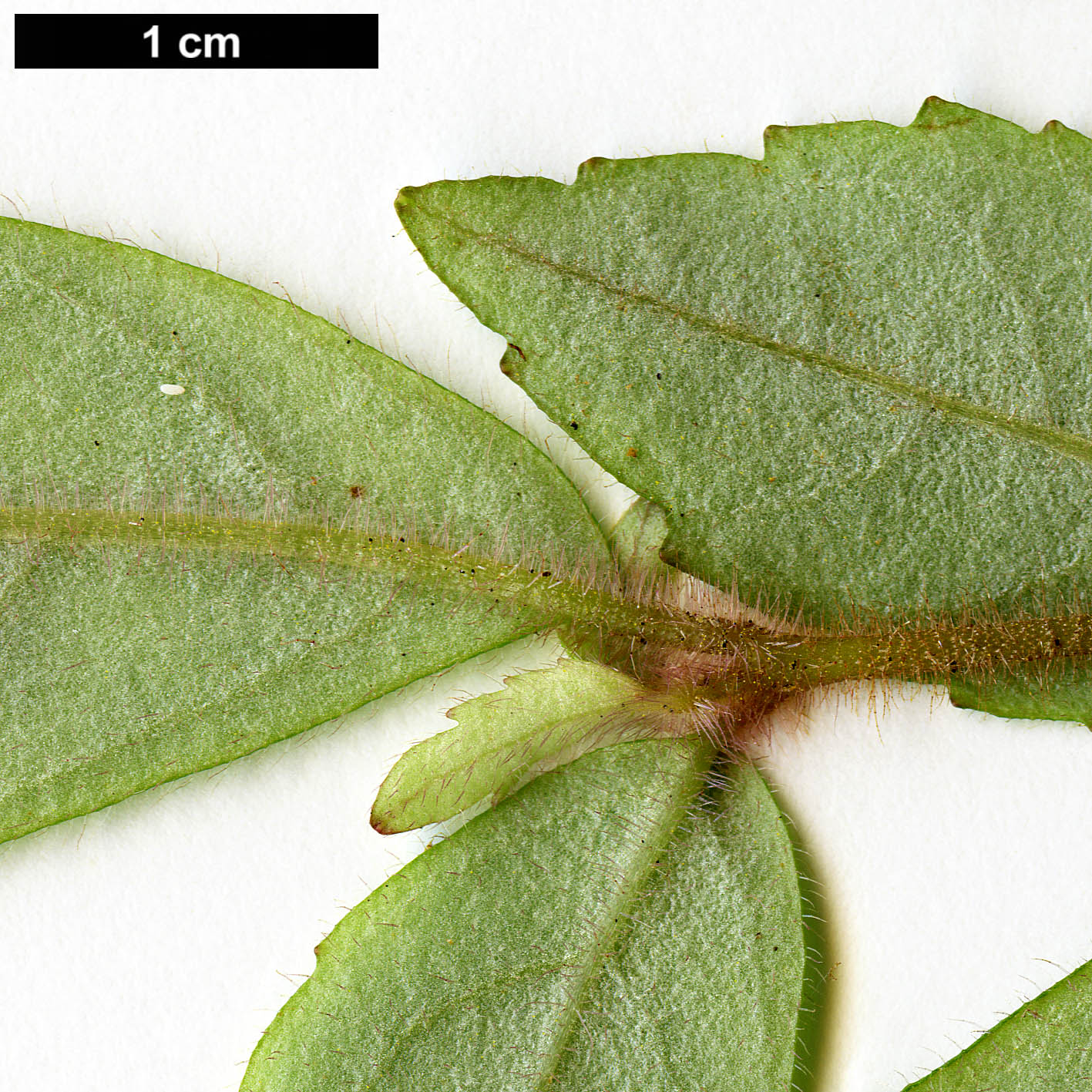 High resolution image: Family: Gesneriaceae - Genus: Fieldia - Taxon: australis