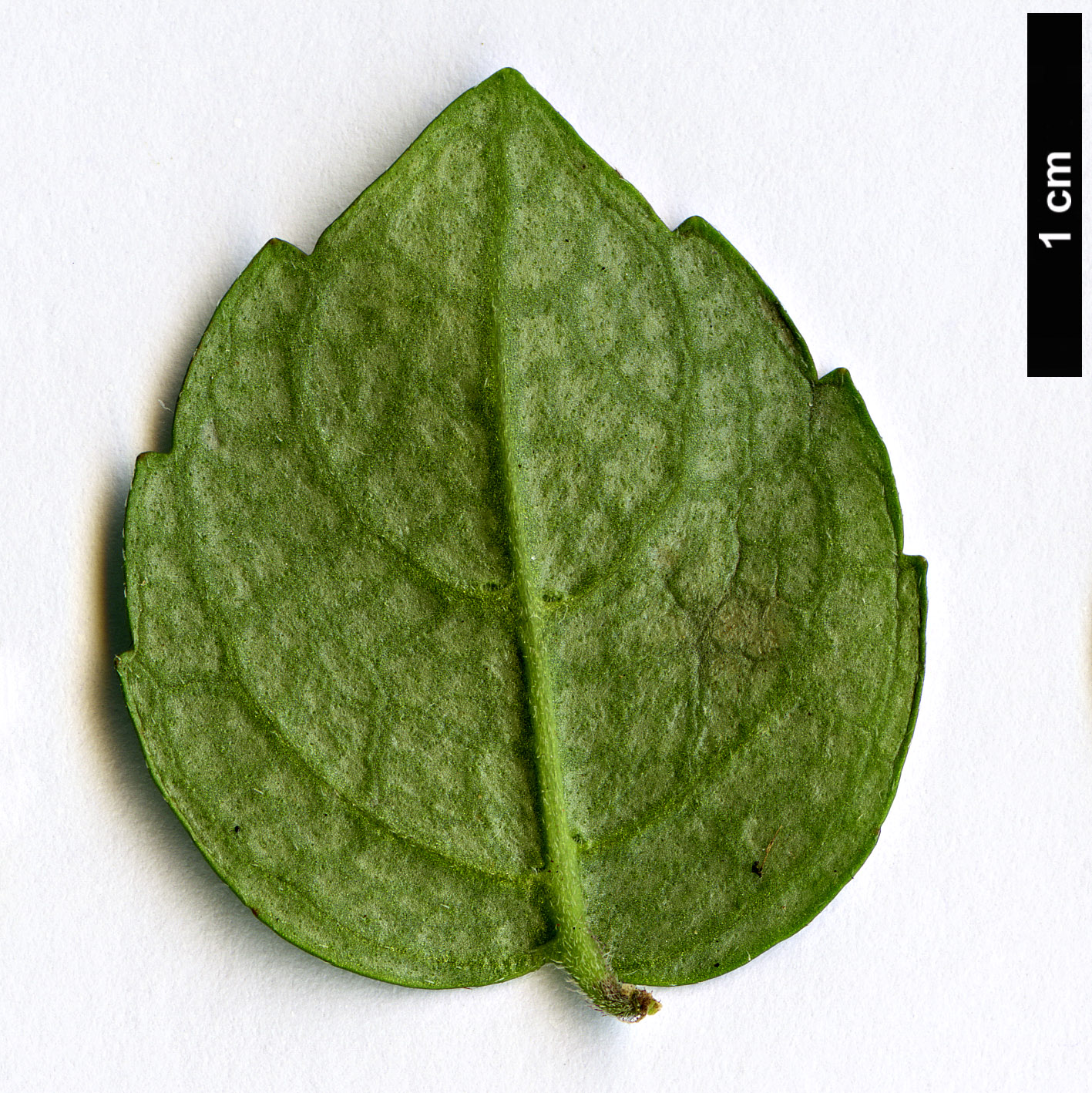 High resolution image: Family: Gesneriaceae - Genus: Mitraria - Taxon: coccinea