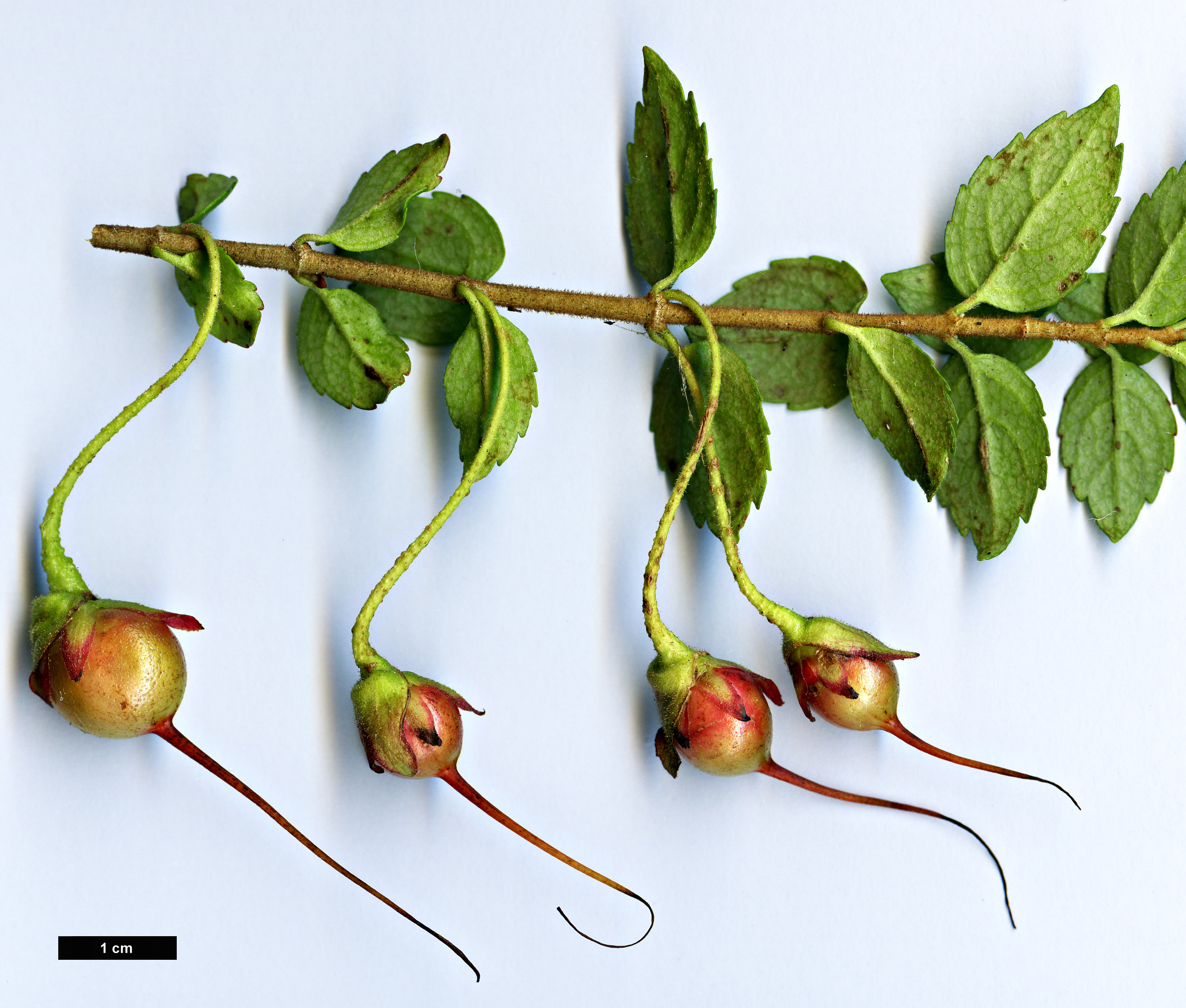 High resolution image: Family: Gesneriaceae - Genus: Mitraria - Taxon: coccinea