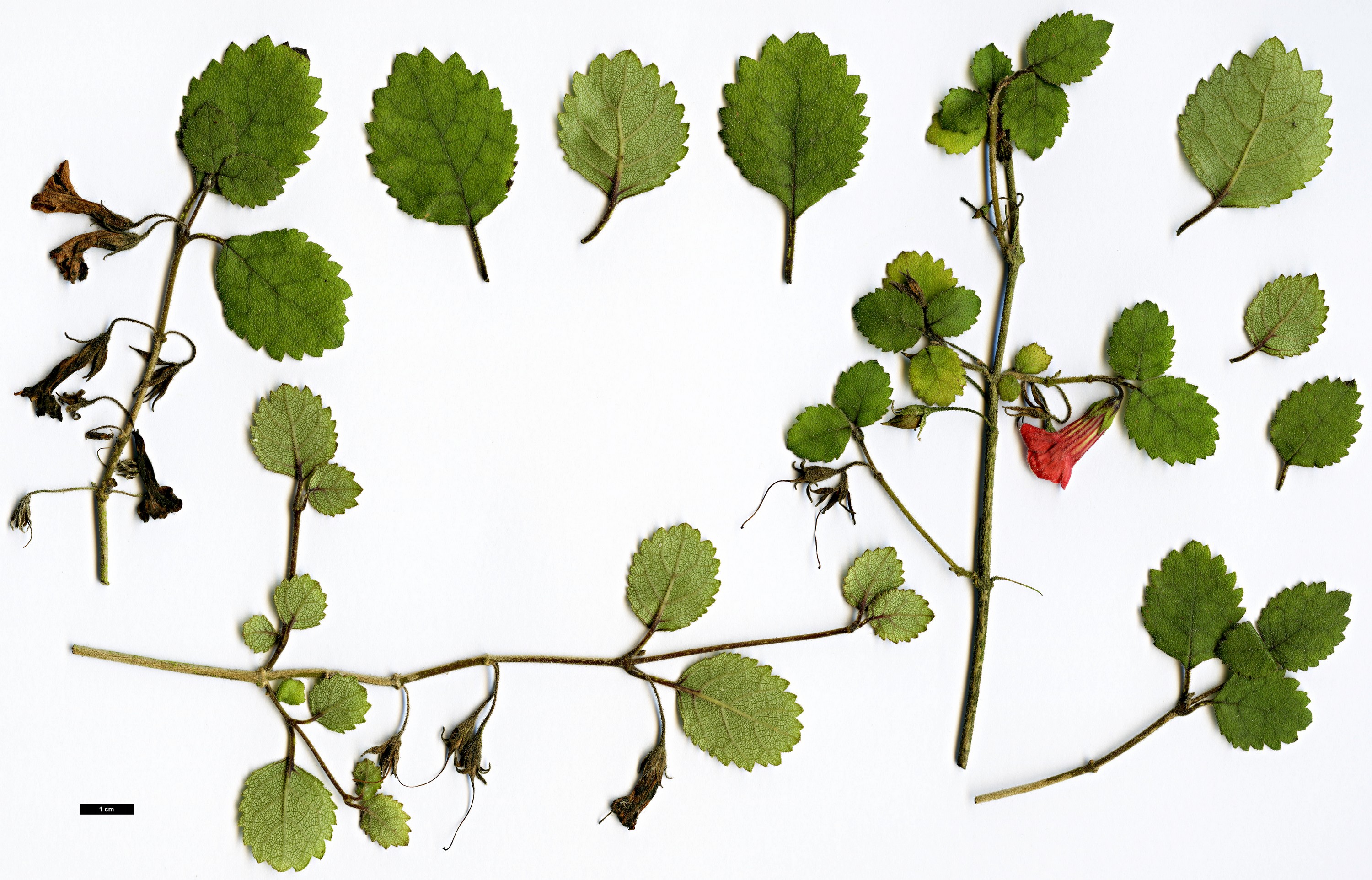 High resolution image: Family: Gesneriaceae - Genus: Rhabdothamnus - Taxon: solandri