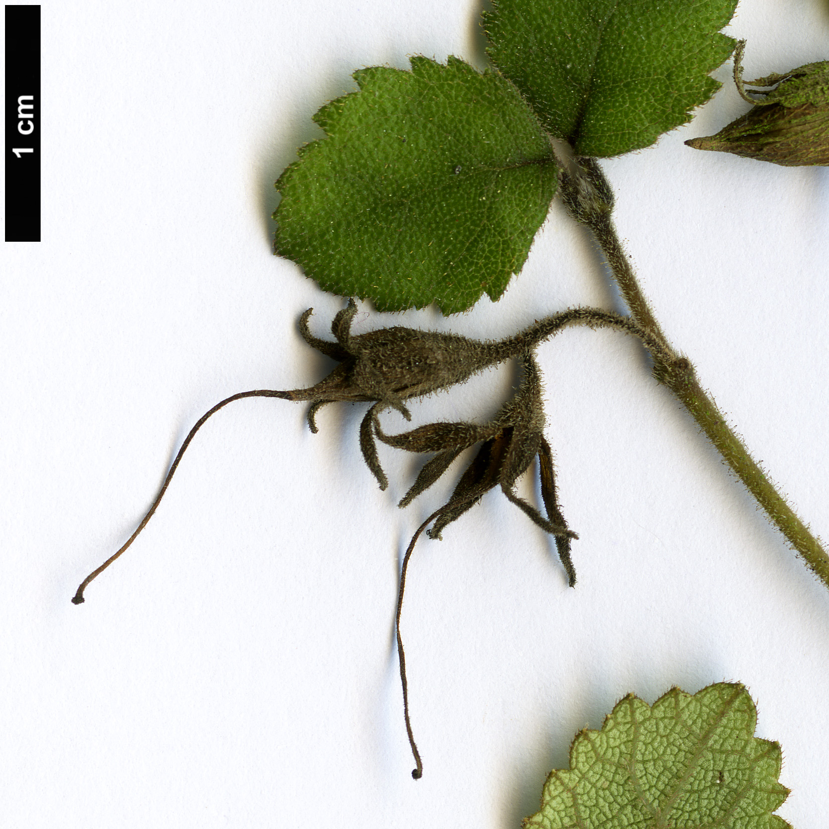High resolution image: Family: Gesneriaceae - Genus: Rhabdothamnus - Taxon: solandri