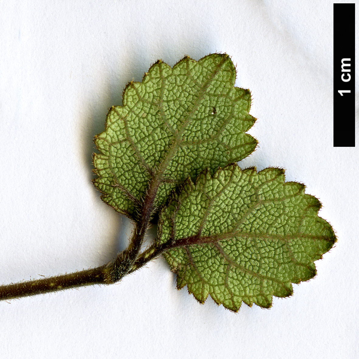 High resolution image: Family: Gesneriaceae - Genus: Rhabdothamnus - Taxon: solandri