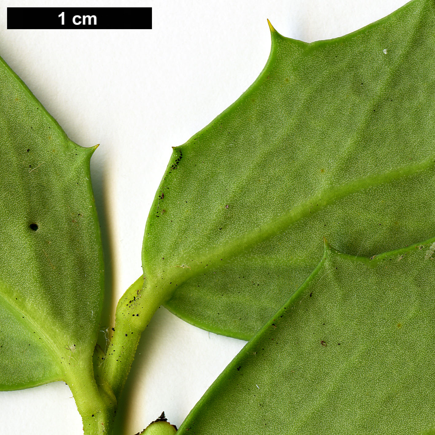 High resolution image: Family: Griseliniaceae - Genus: Griselinia - Taxon: jodinifolia