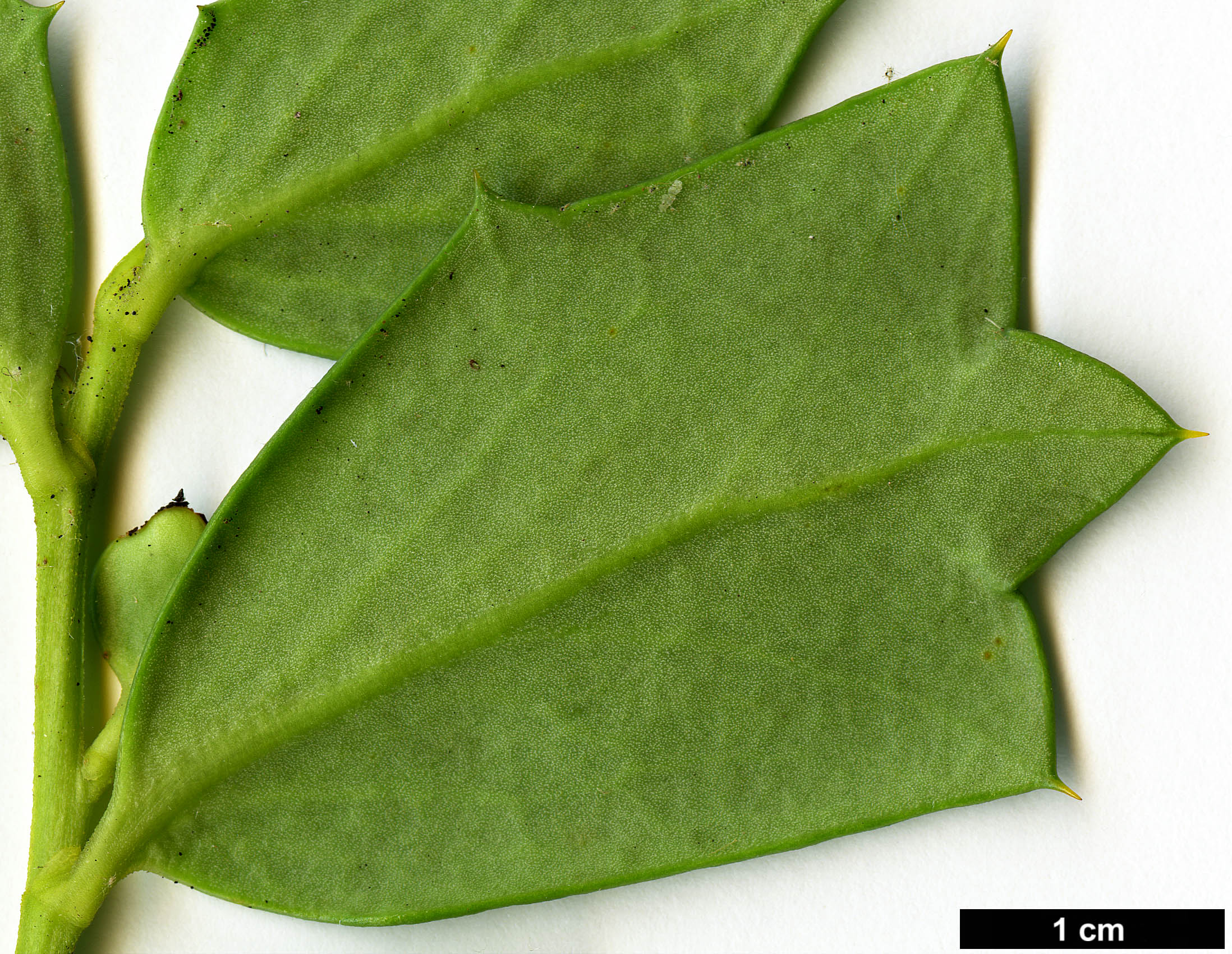 High resolution image: Family: Griseliniaceae - Genus: Griselinia - Taxon: jodinifolia High resolution image: Family: Griseliniaceae - Genus: Griselinia - Taxon: jodinifolia