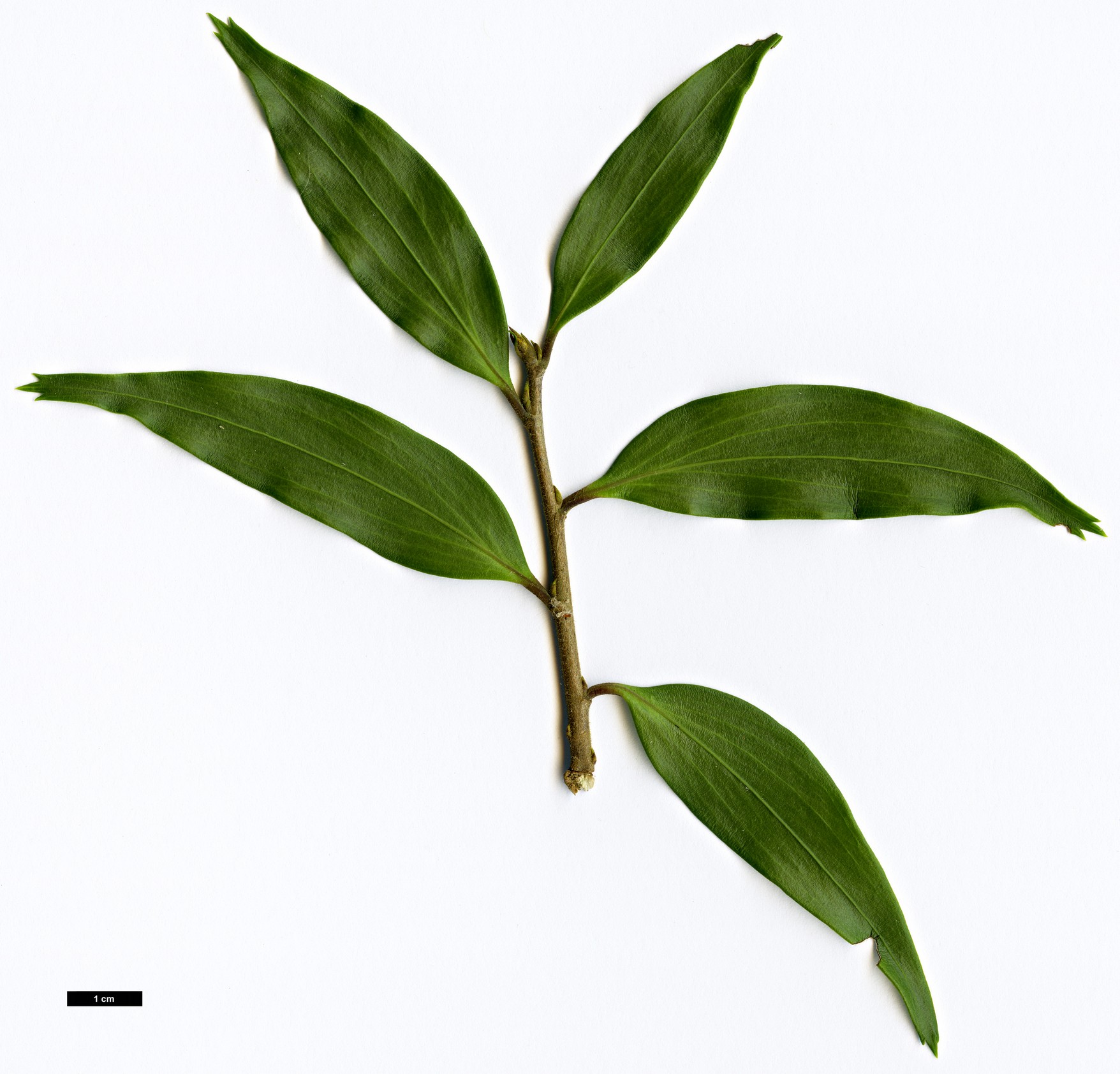 High resolution image: Family: Griseliniaceae - Genus: Griselinia - Taxon: ruscifolia