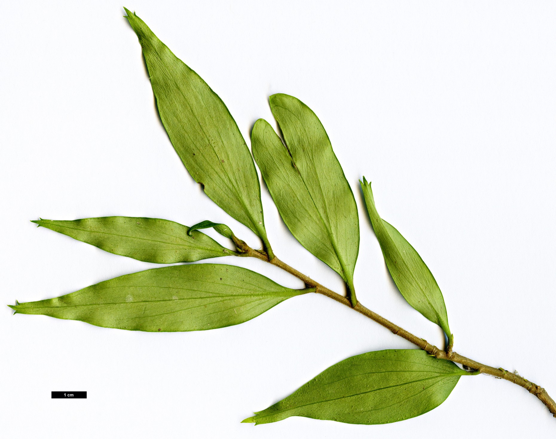 High resolution image: Family: Griseliniaceae - Genus: Griselinia - Taxon: ruscifolia