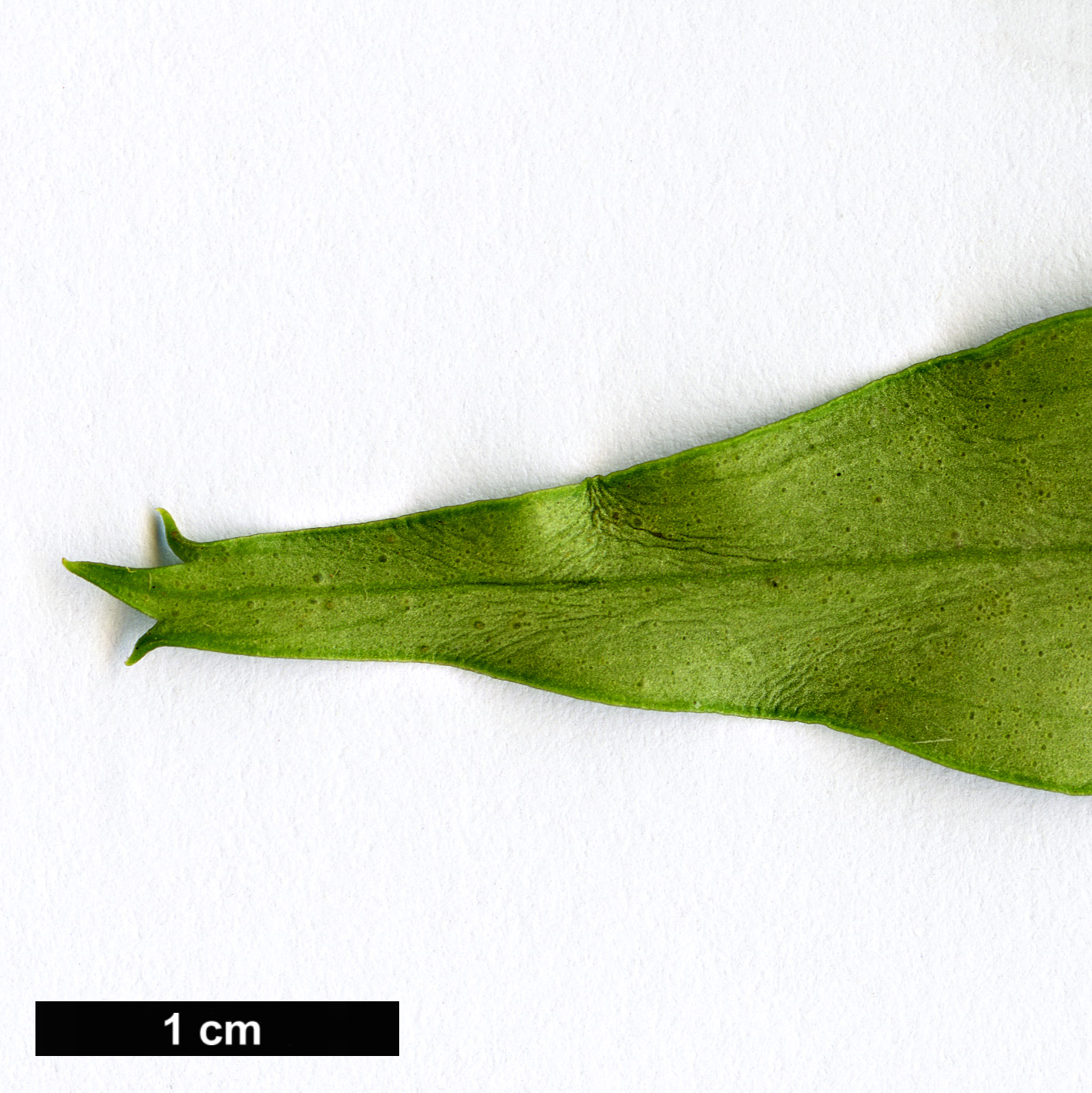 High resolution image: Family: Griseliniaceae - Genus: Griselinia - Taxon: ruscifolia High resolution image: Family: Griseliniaceae - Genus: Griselinia - Taxon: ruscifolia