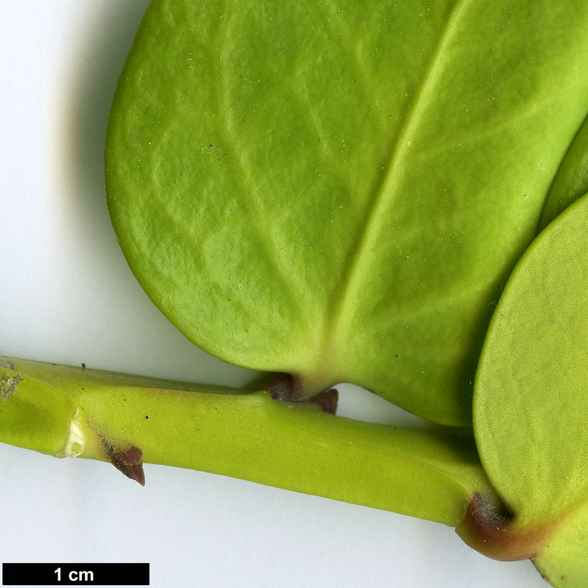 High resolution image: Family: Griseliniaceae - Genus: Griselinia - Taxon: scandens