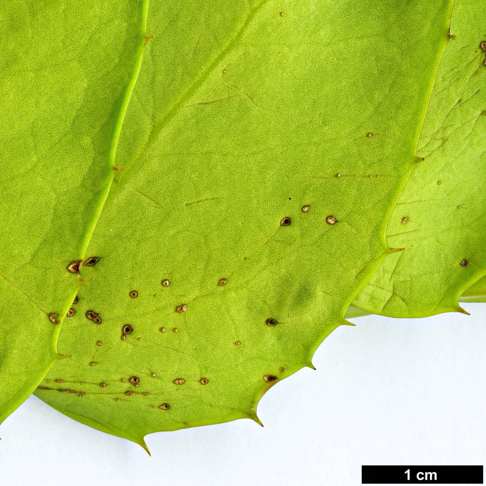 High resolution image: Family: Griseliniaceae - Genus: Griselinia - Taxon: scandens