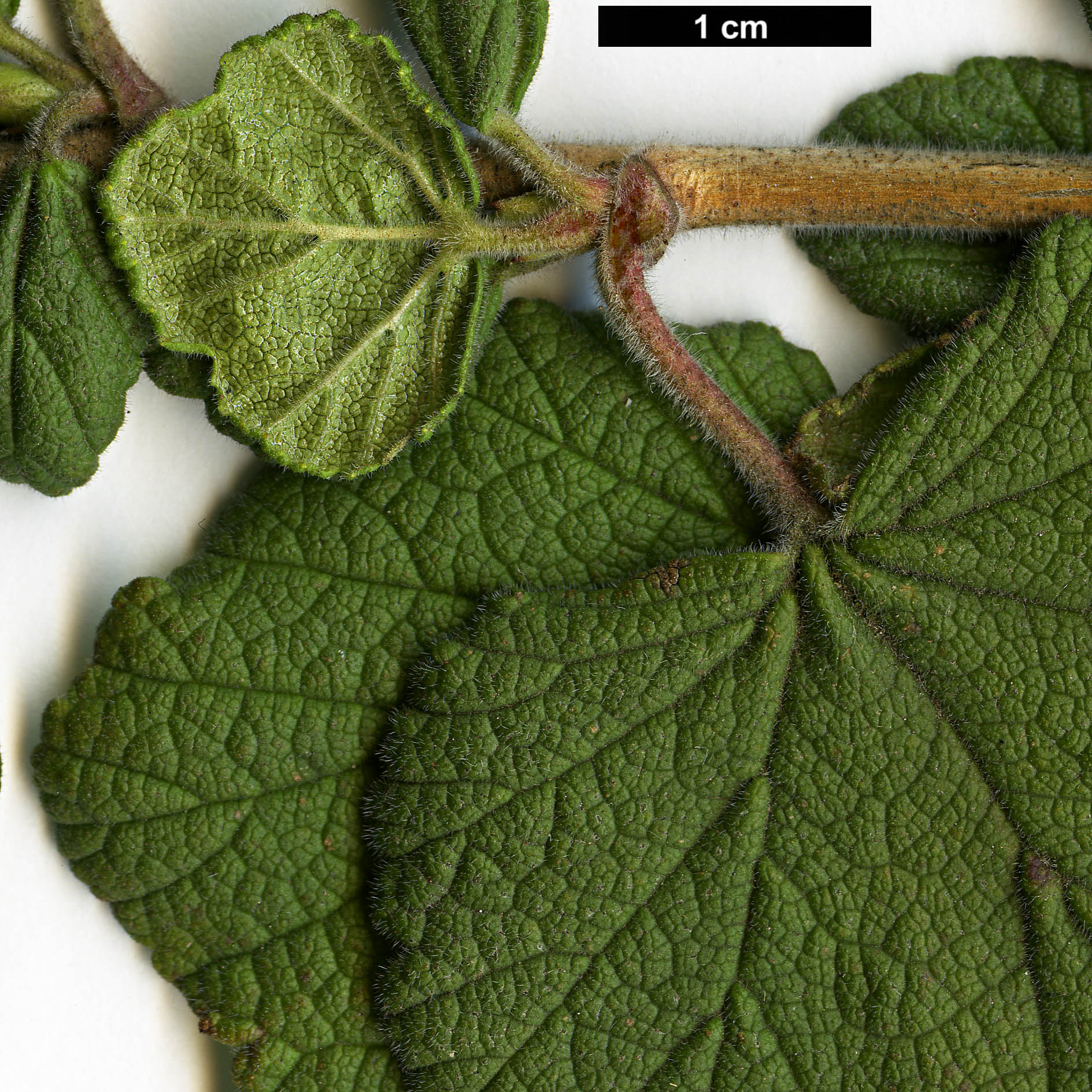 High resolution image: Family: Grossulariaceae - Genus: Ribes - Taxon: gayanum