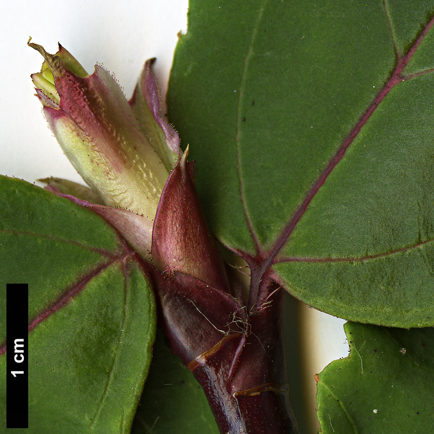 High resolution image: Family: Grossulariaceae - Genus: Ribes - Taxon: laurifolium