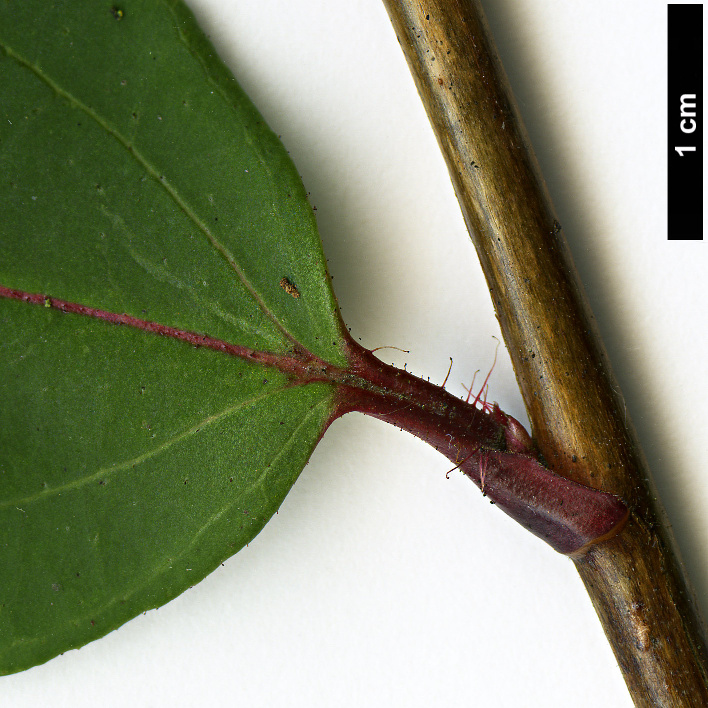 High resolution image: Family: Grossulariaceae - Genus: Ribes - Taxon: laurifolium