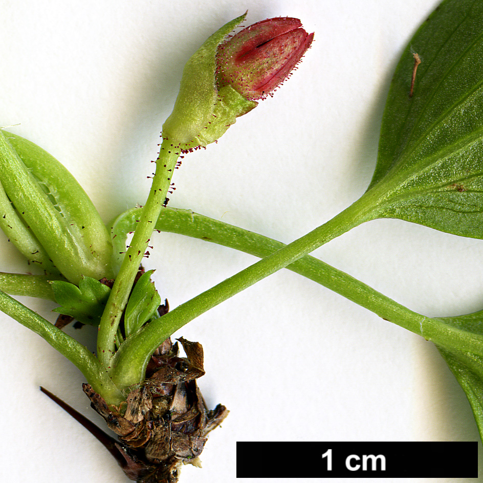 High resolution image: Family: Grossulariaceae - Genus: Ribes - Taxon: speciosum