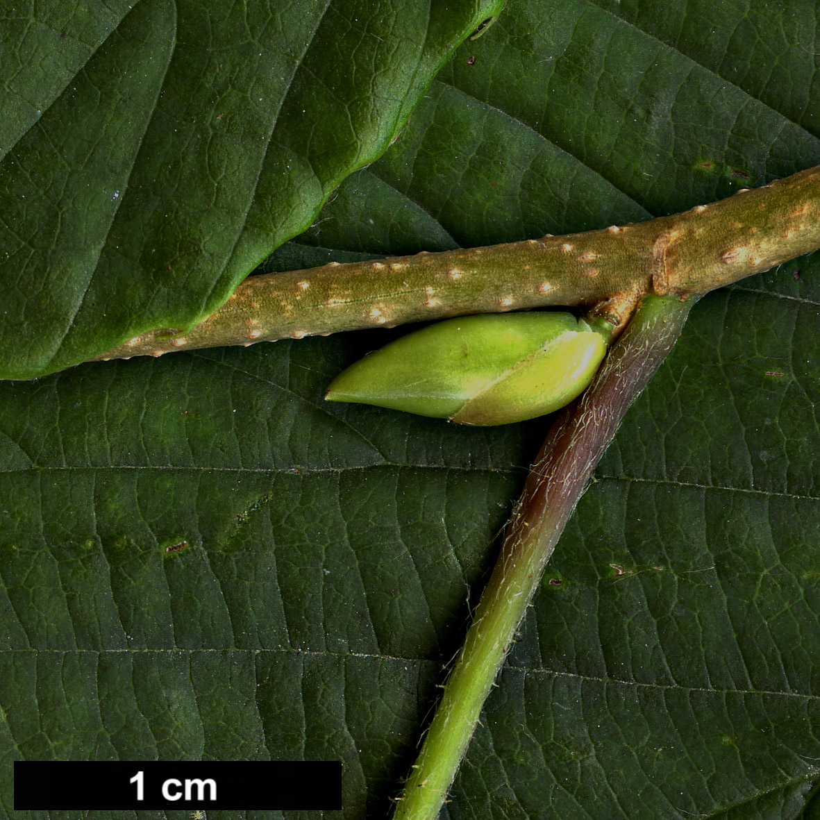 High resolution image: Family: Hamamelidaceae - Genus: Corylopsis - Taxon: coreana