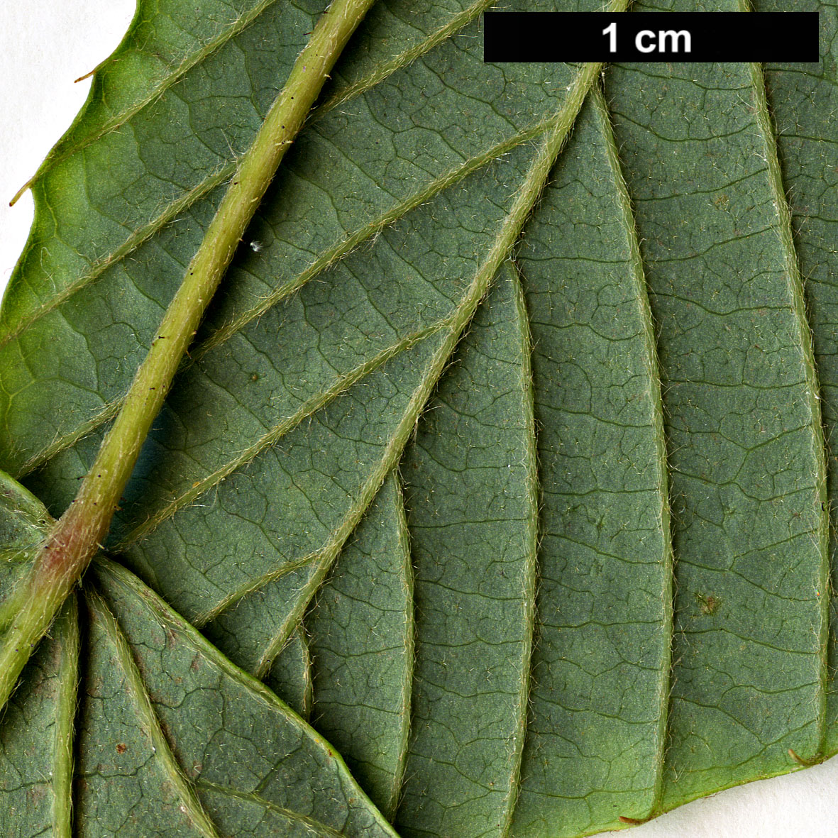 High resolution image: Family: Hamamelidaceae - Genus: Corylopsis - Taxon: coreana