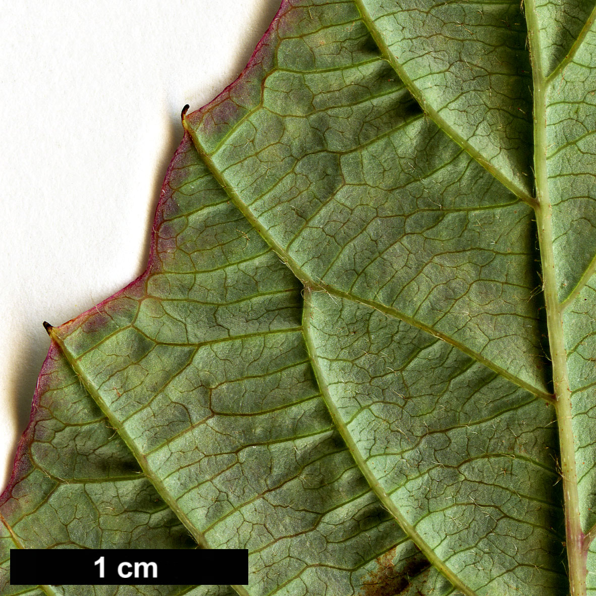 High resolution image: Family: Hamamelidaceae - Genus: Corylopsis - Taxon: gotoana