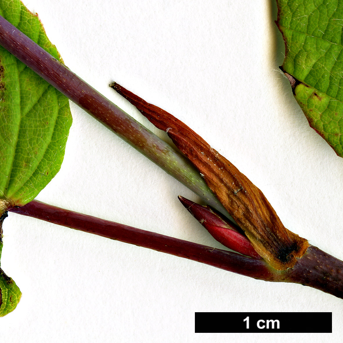 High resolution image: Family: Hamamelidaceae - Genus: Corylopsis - Taxon: platypetala