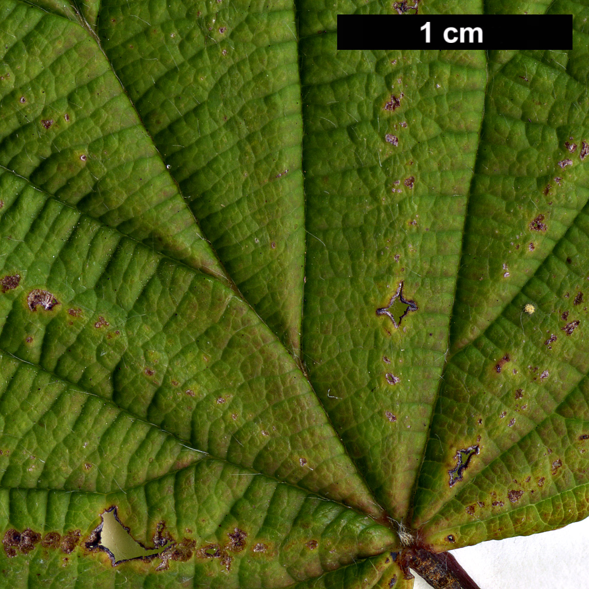 High resolution image: Family: Hamamelidaceae - Genus: Corylopsis - Taxon: platypetala