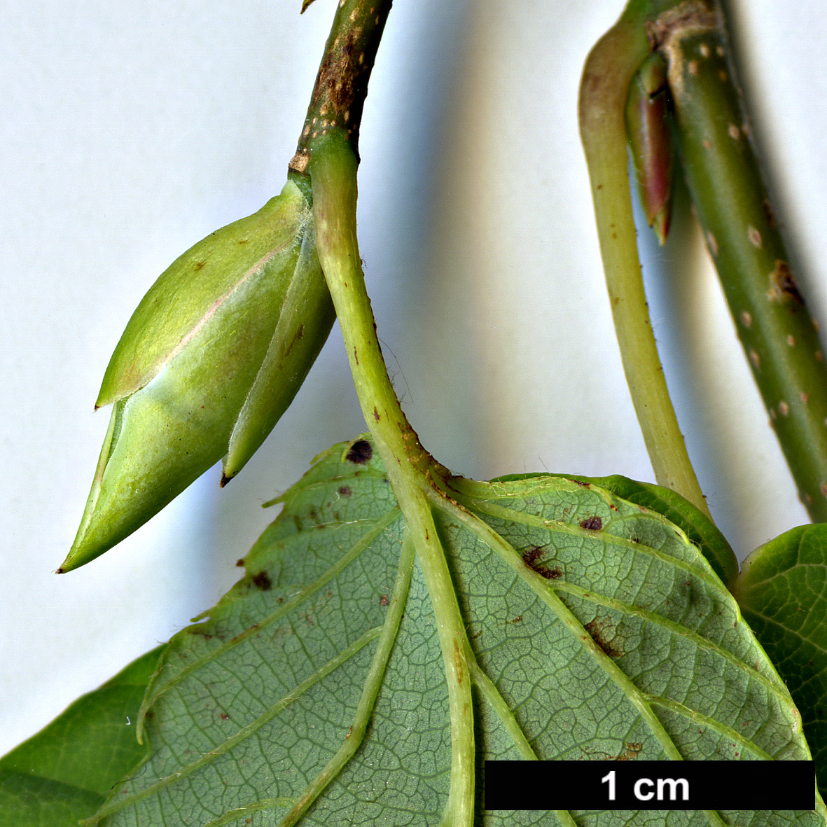 High resolution image: Family: Hamamelidaceae - Genus: Corylopsis - Taxon: willmottiae