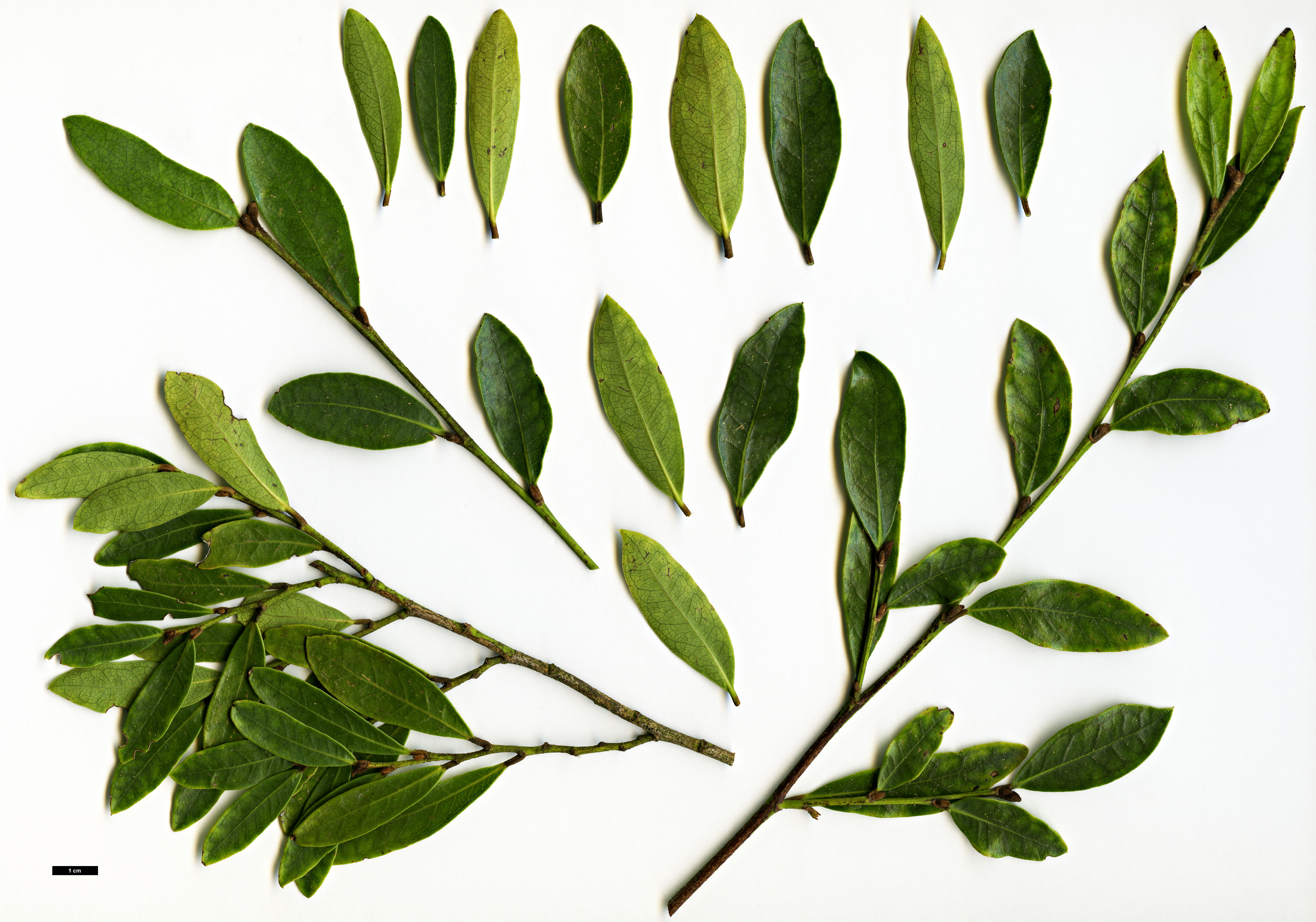 High resolution image: Family: Hamamelidaceae - Genus: Distylium - Taxon: buxifolium