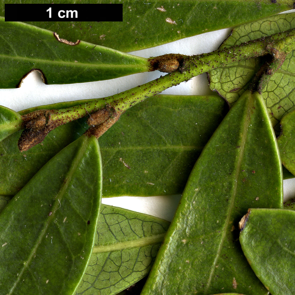 High resolution image: Family: Hamamelidaceae - Genus: Distylium - Taxon: buxifolium