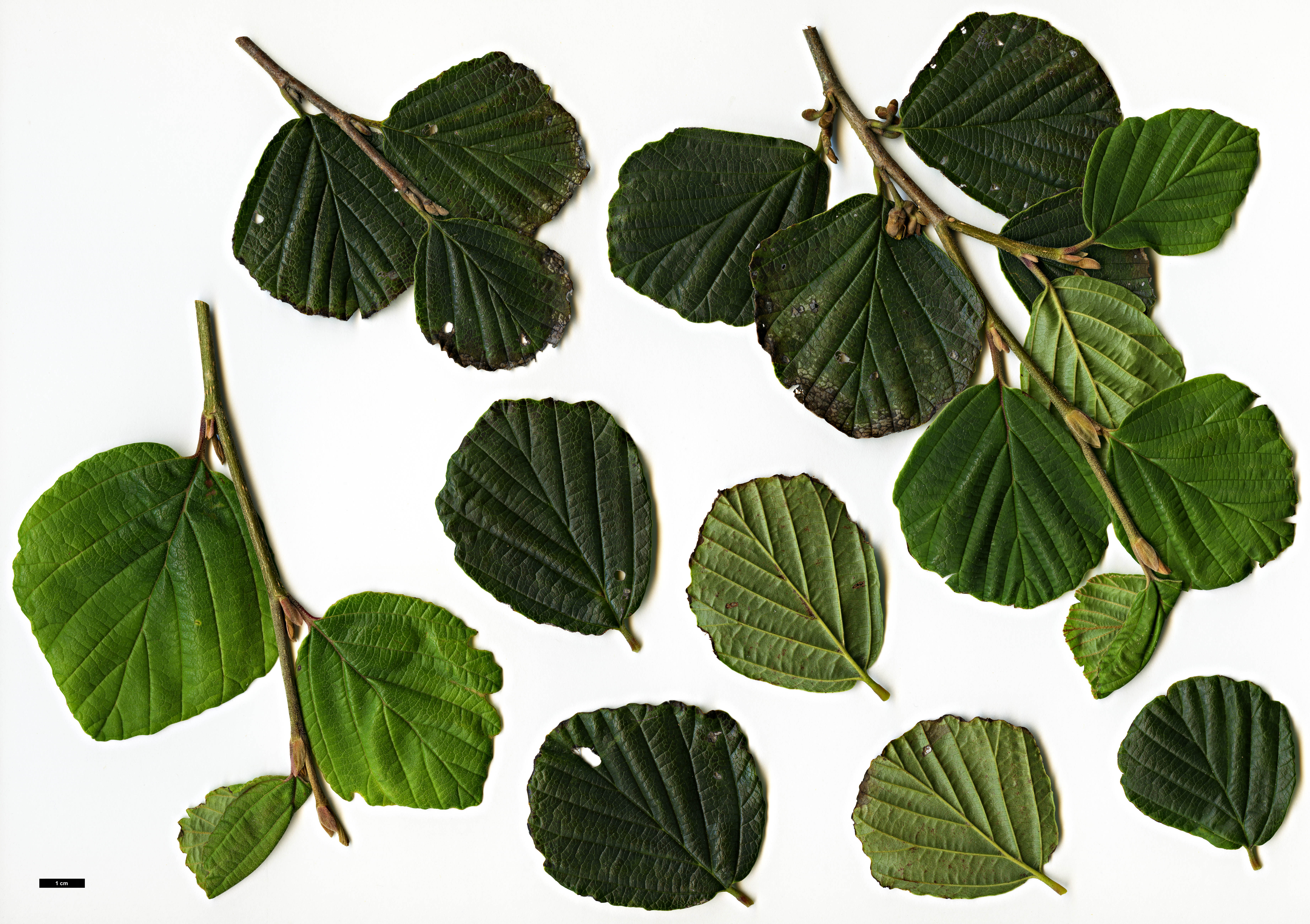 High resolution image: Family: Hamamelidaceae - Genus: Hamamelis - Taxon: japonica High resolution image: Family: Hamamelidaceae - Genus: Hamamelis - Taxon: japonica