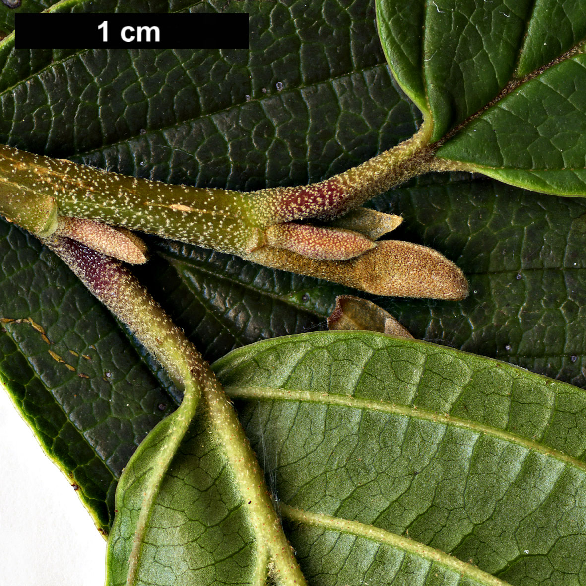 High resolution image: Family: Hamamelidaceae - Genus: Hamamelis - Taxon: japonica High resolution image: Family: Hamamelidaceae - Genus: Hamamelis - Taxon: japonica