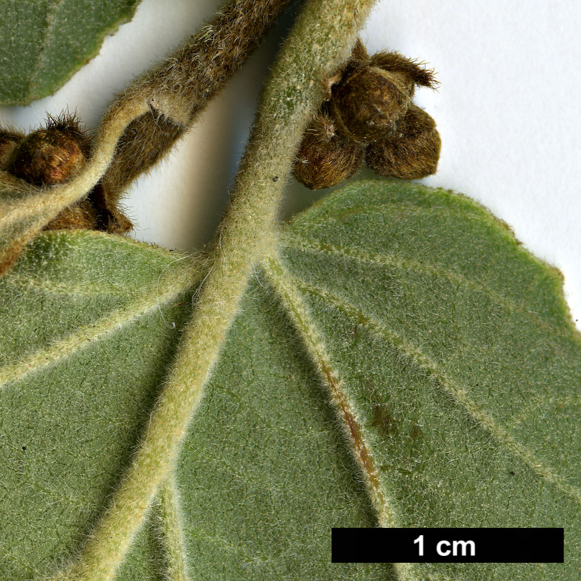 High resolution image: Family: Hamamelidaceae - Genus: Hamamelis - Taxon: mollis - SpeciesSub: 'Boskoop'