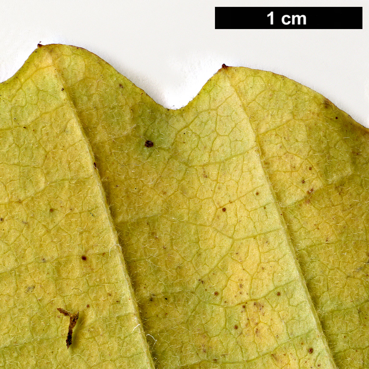 High resolution image: Family: Hamamelidaceae - Genus: Hamamelis - Taxon: ovalis