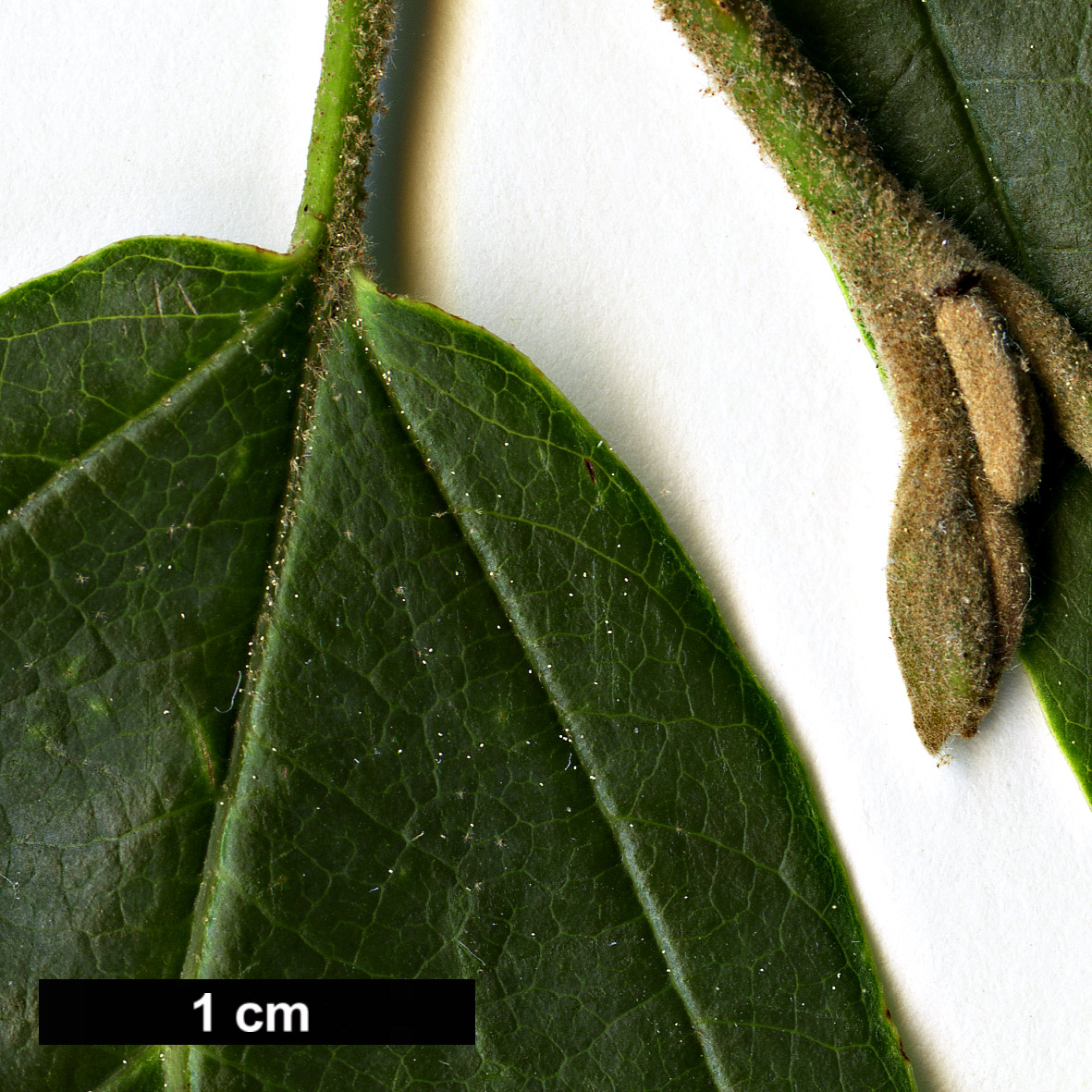 High resolution image: Family: Hamamelidaceae - Genus: Hamamelis - Taxon: vernalis