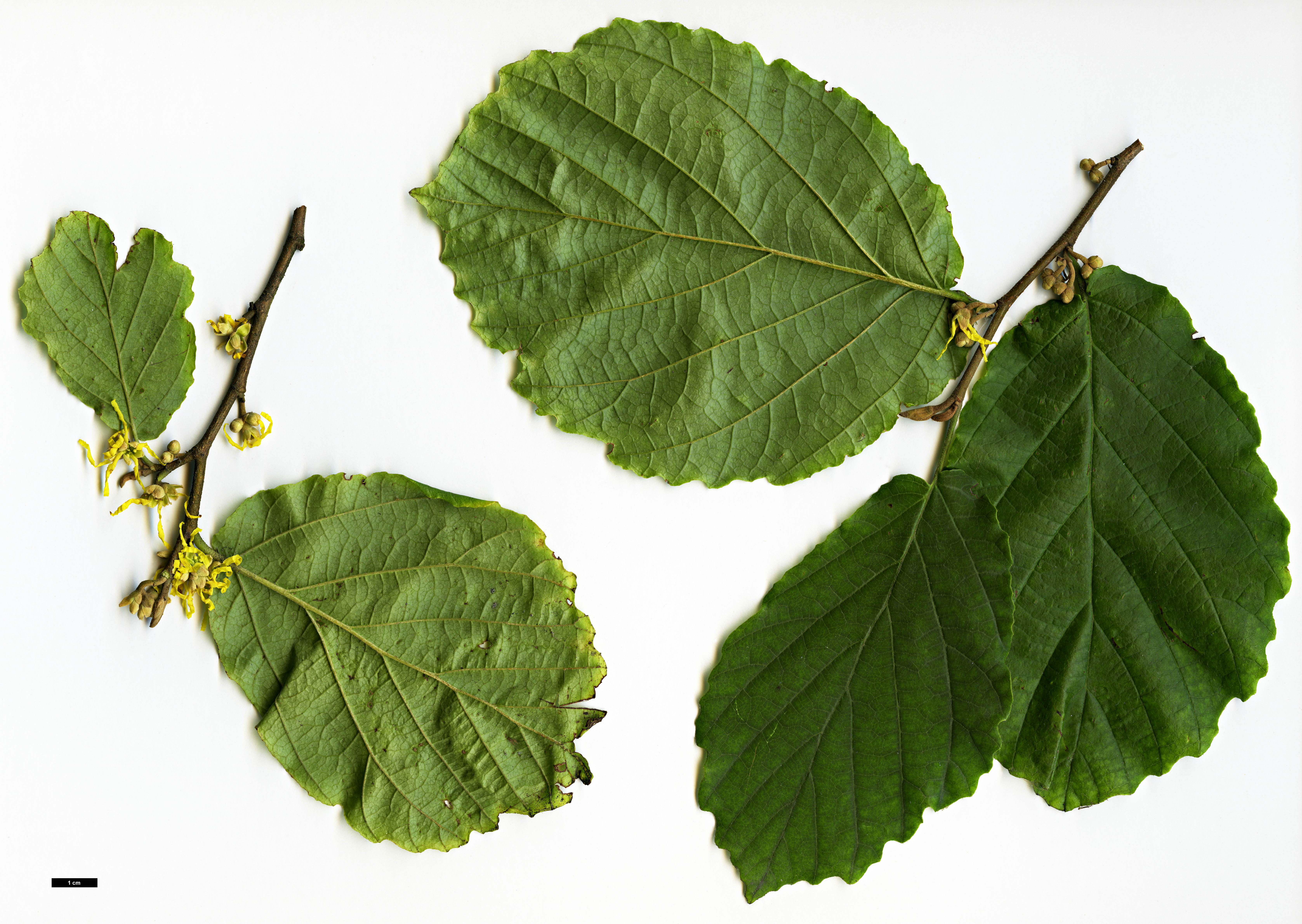 High resolution image: Family: Hamamelidaceae - Genus: Hamamelis - Taxon: virginiana High resolution image: Family: Hamamelidaceae - Genus: Hamamelis - Taxon: virginiana