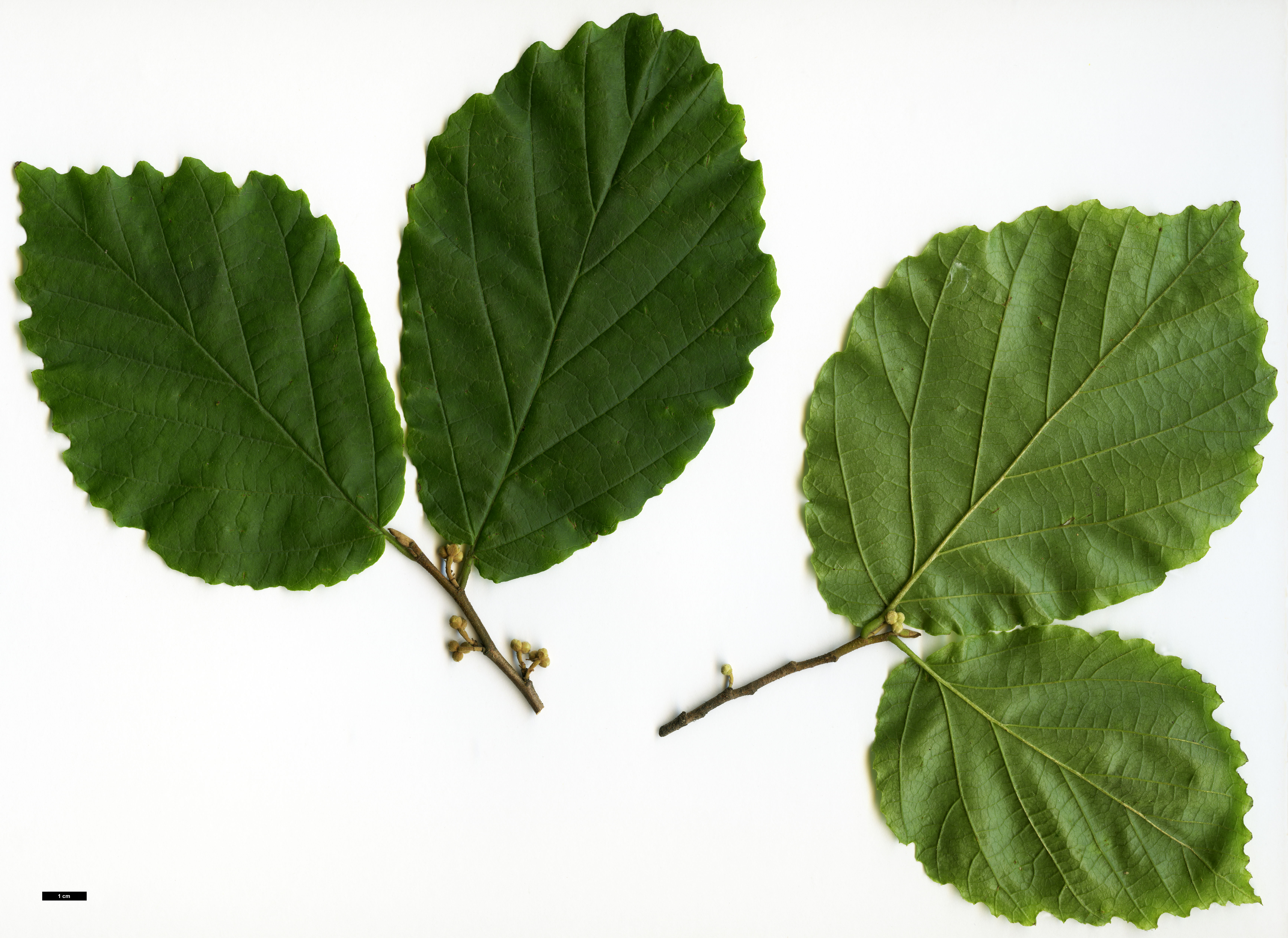 High resolution image: Family: Hamamelidaceae - Genus: Hamamelis - Taxon: virginiana High resolution image: Family: Hamamelidaceae - Genus: Hamamelis - Taxon: virginiana